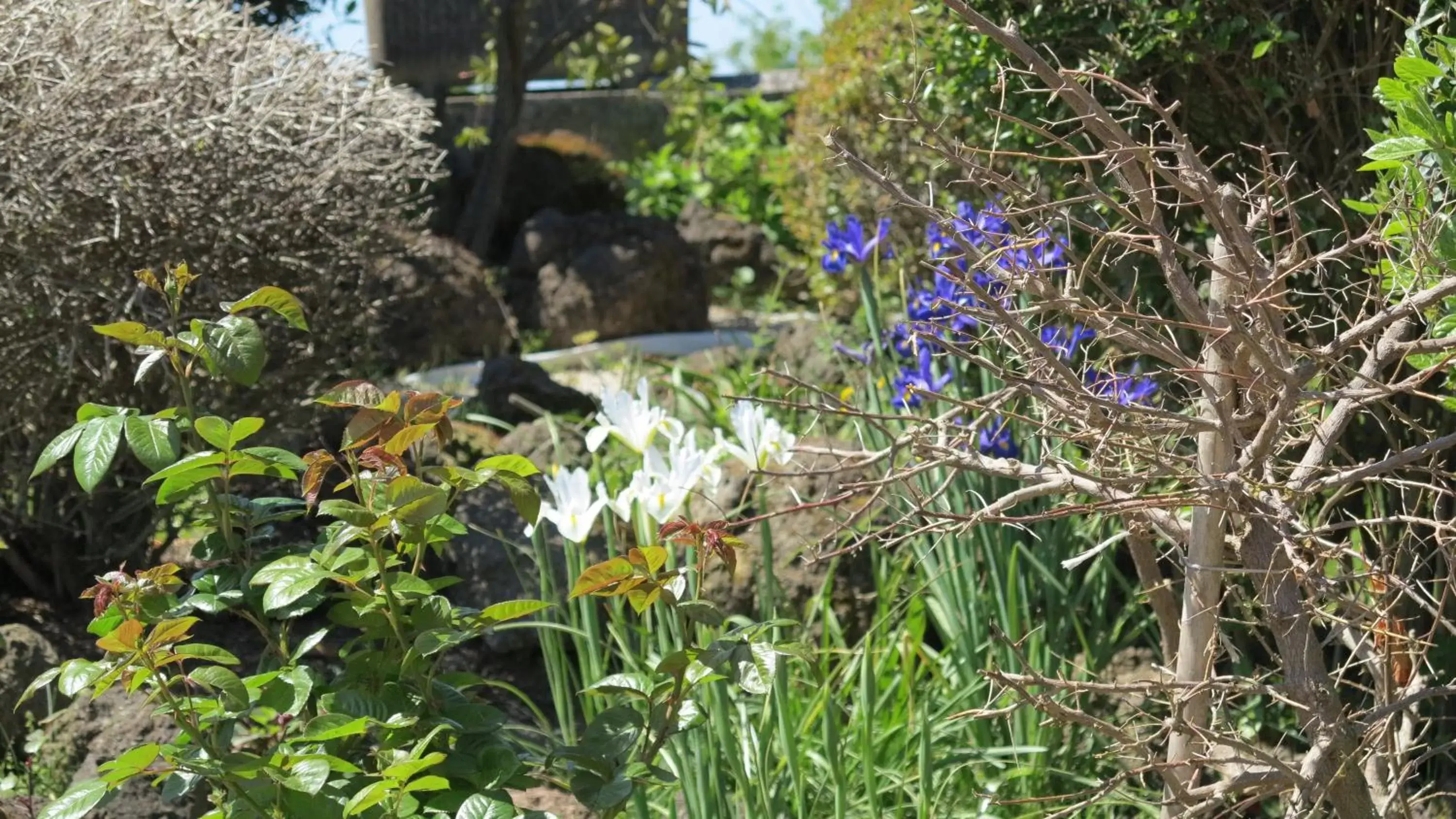 Garden in BiancoCancello