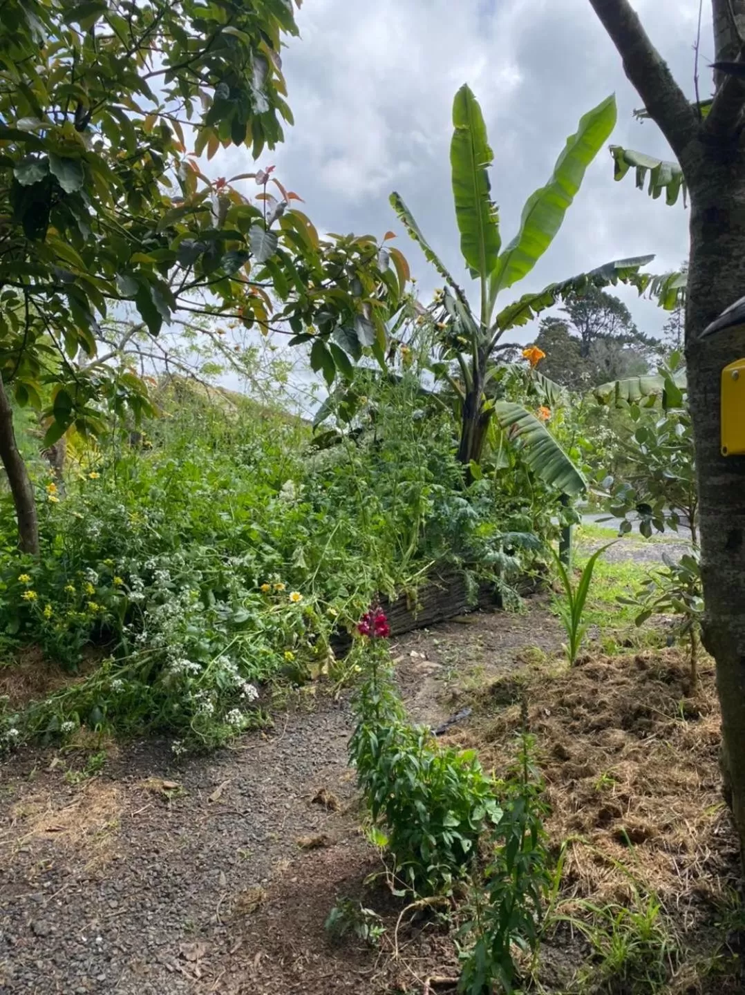 Garden in Kawai Purapura Yoga Retreat Centre