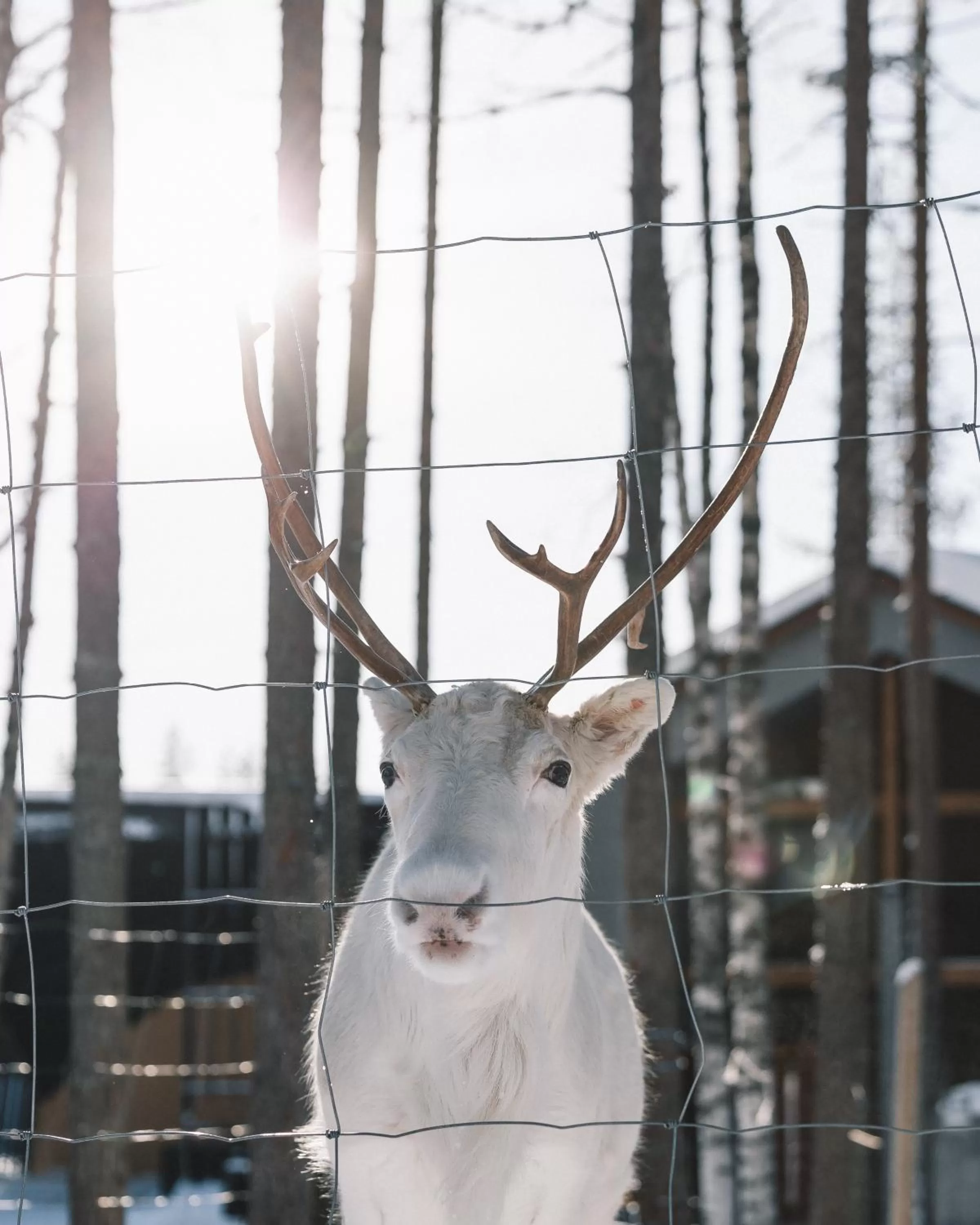 Winter in Nova Skyland Hotel