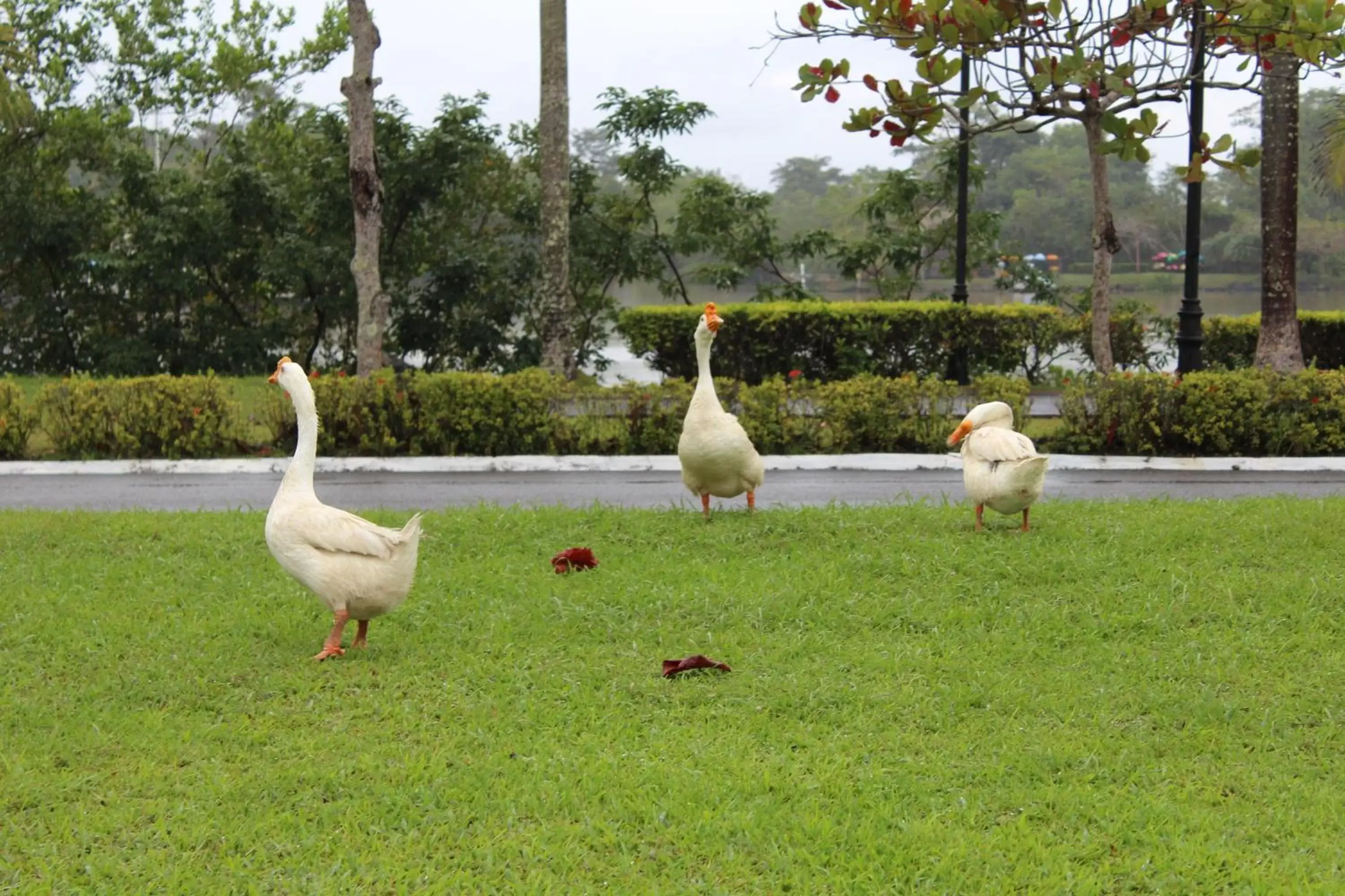 Bird's eye view, Other Animals in Amatique Bay Hotel