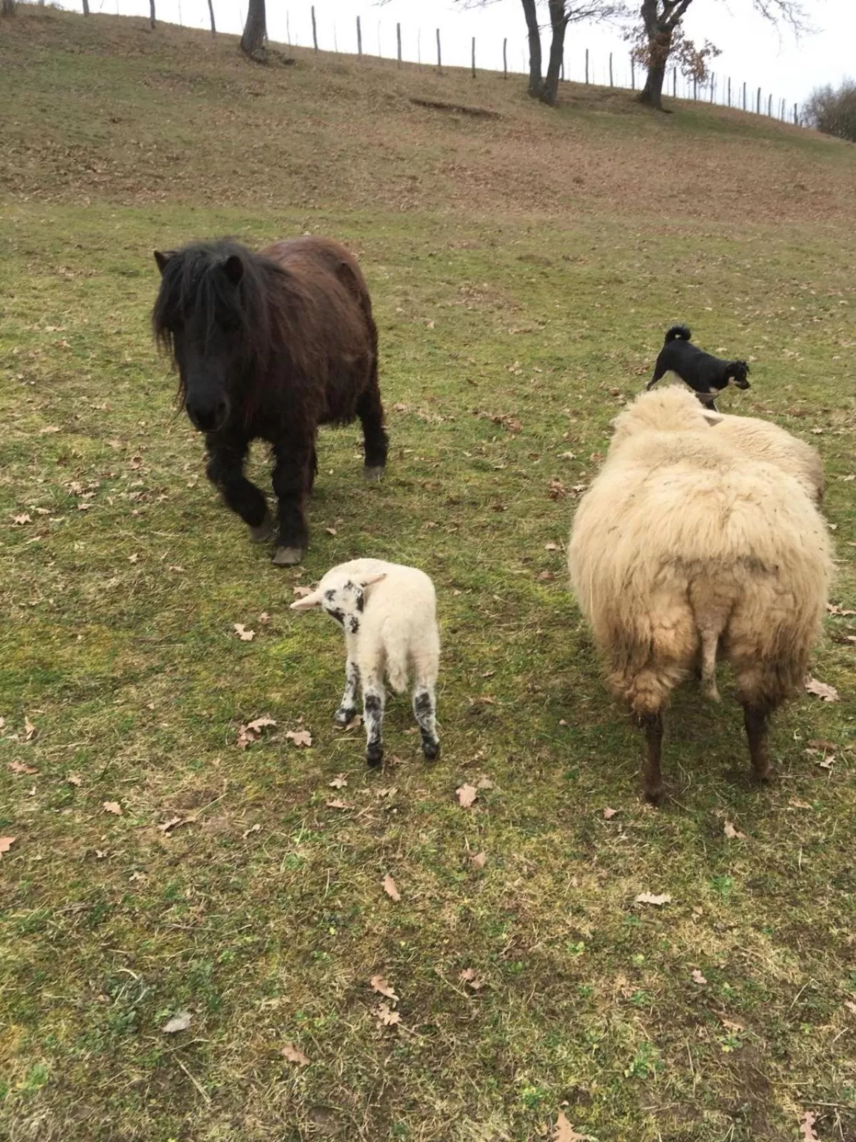 Day, Other Animals in Pensiunea SilvAnka