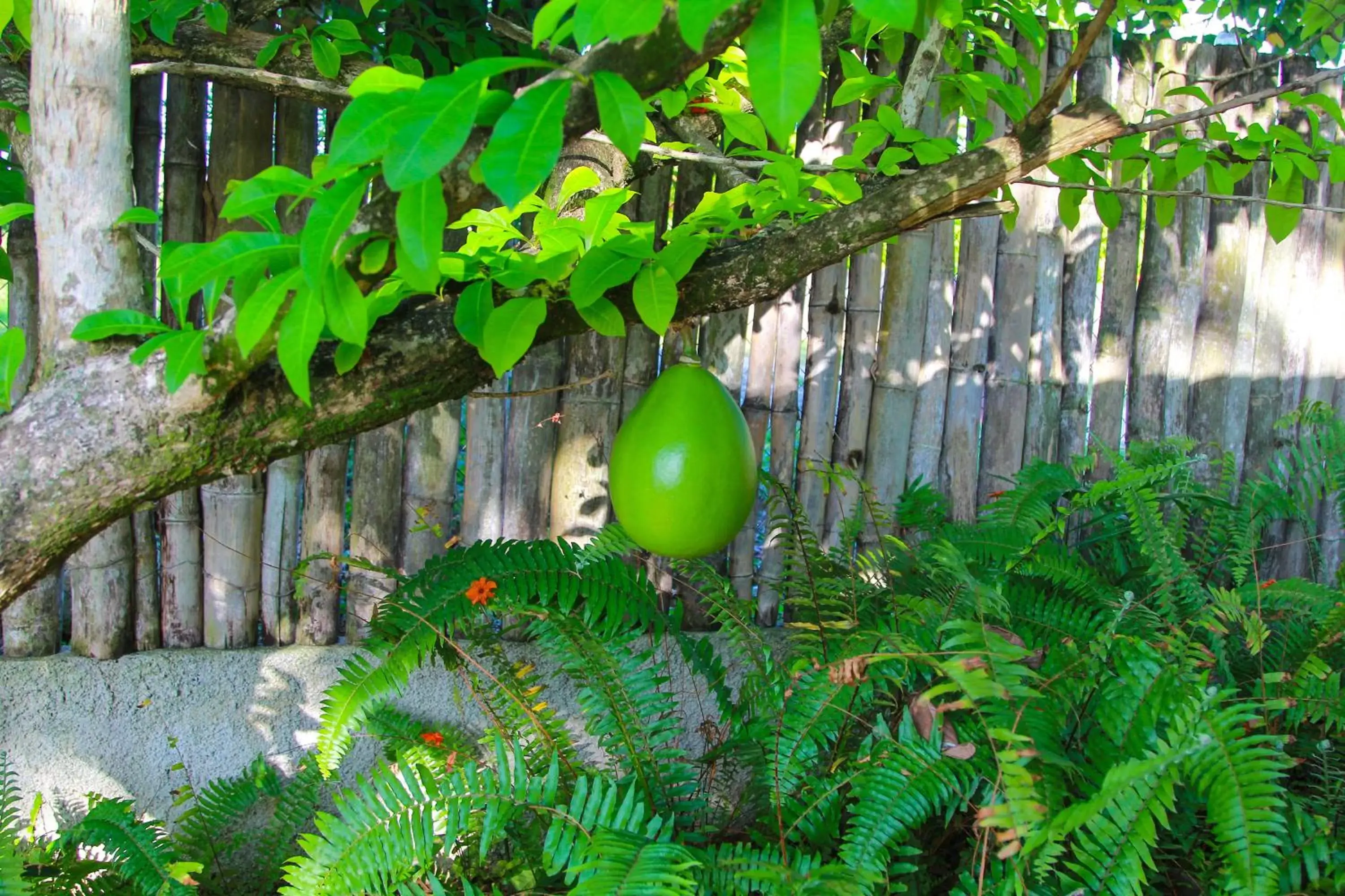 Garden in Zion Country