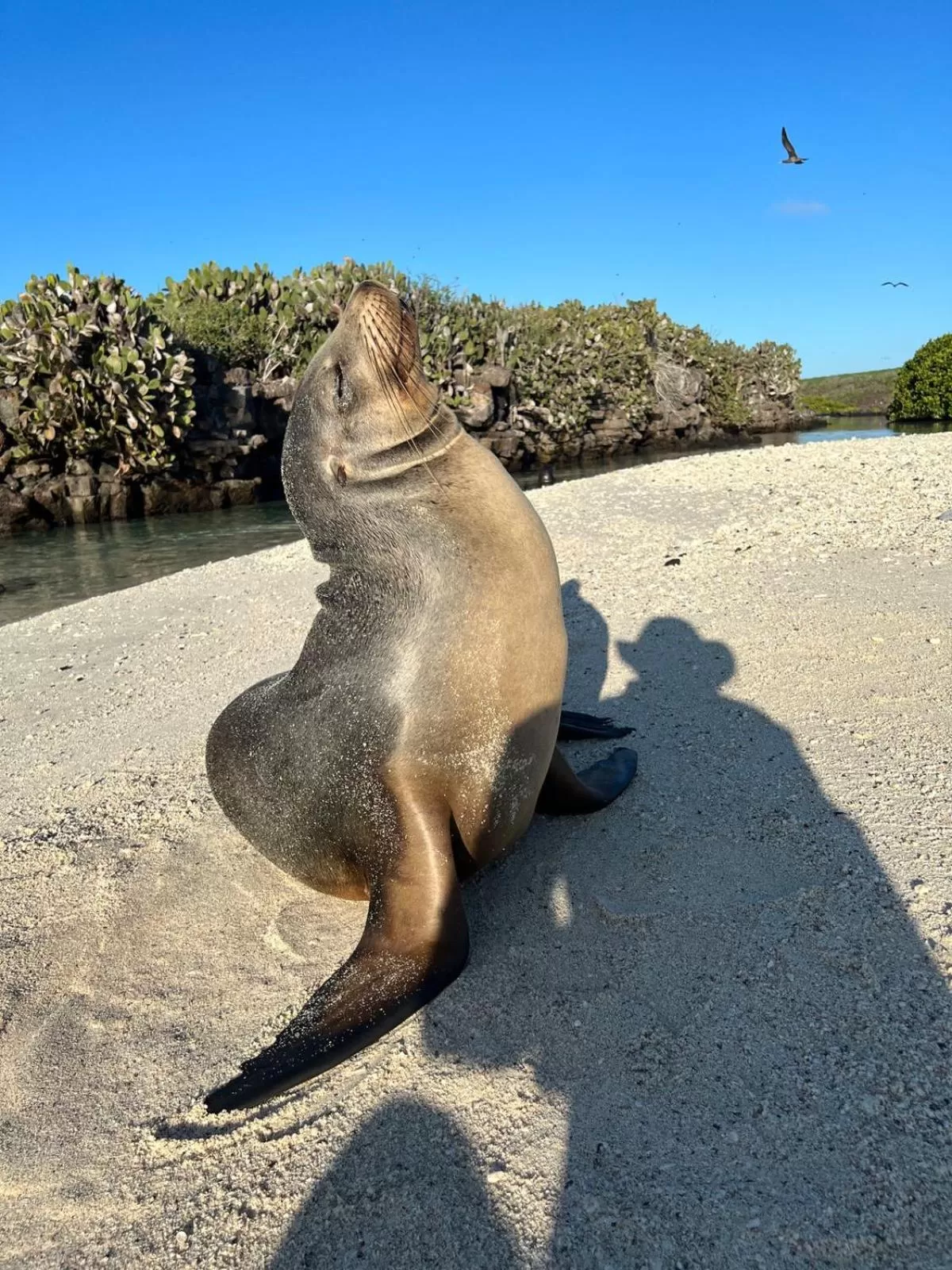 Animals in Hostal Casa Edén