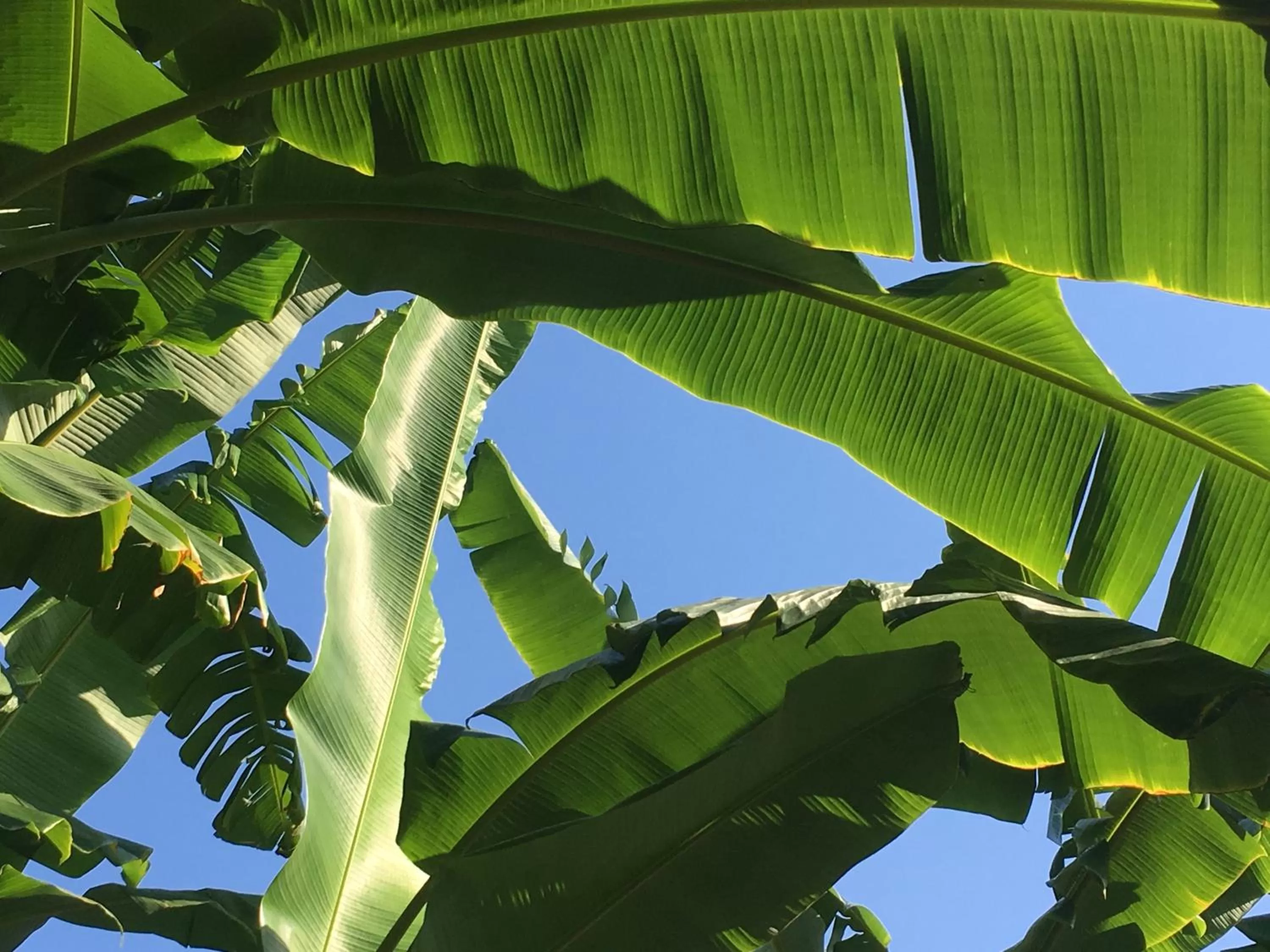 Garden view in Sun Garden Apart Hotel