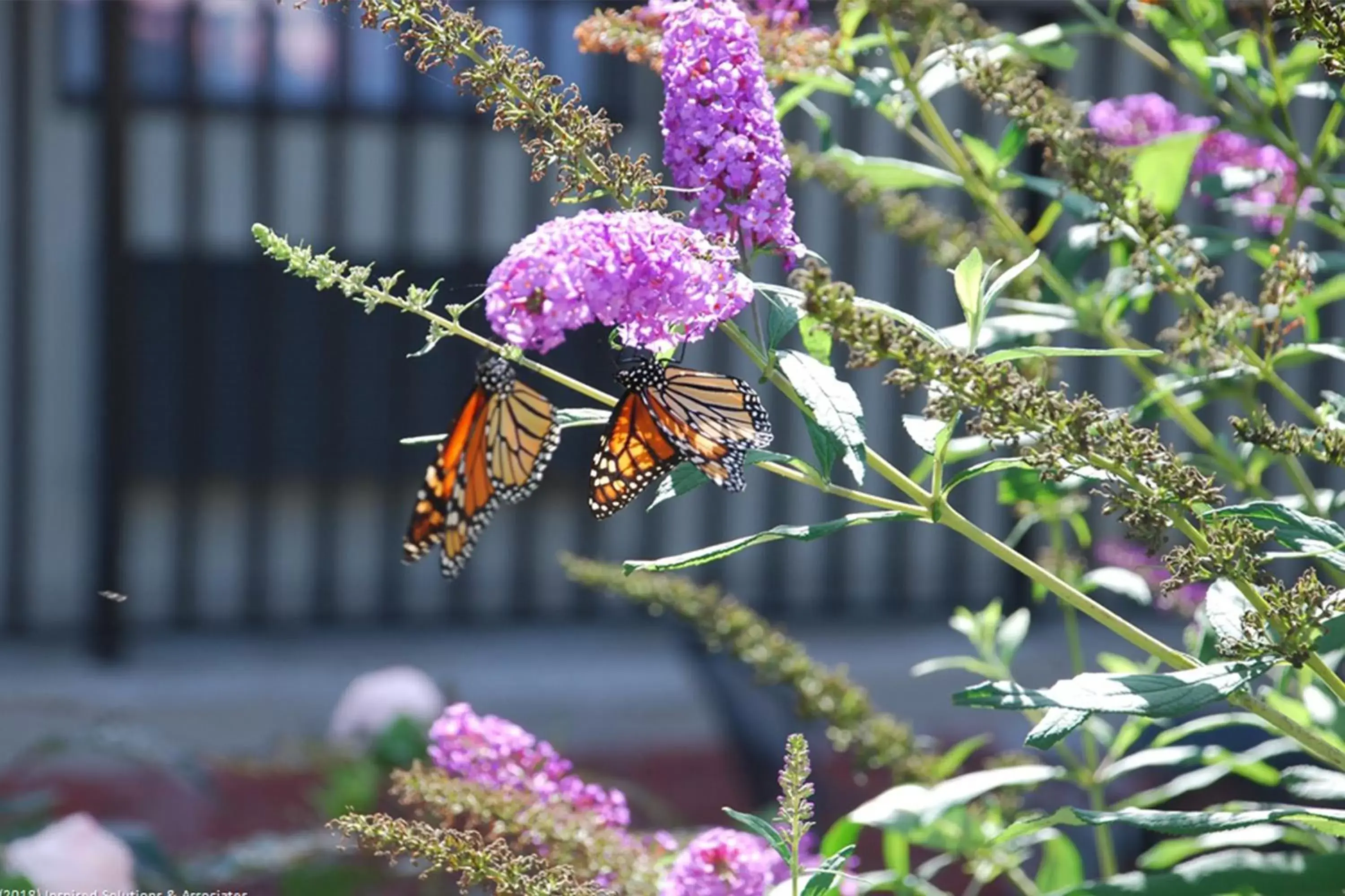 Patio, Other Animals in Cascades Inn