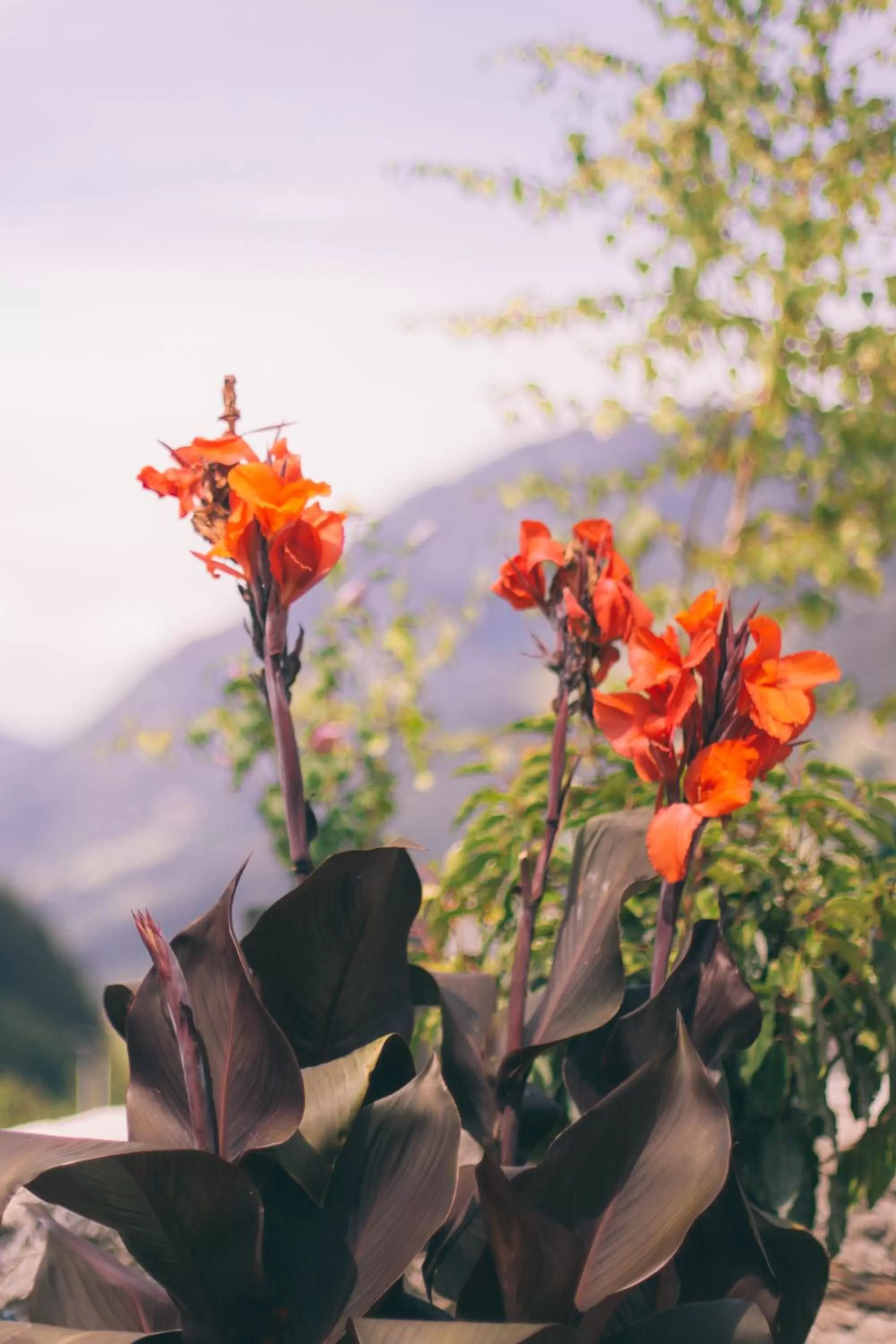 Garden in Nefer, Haus