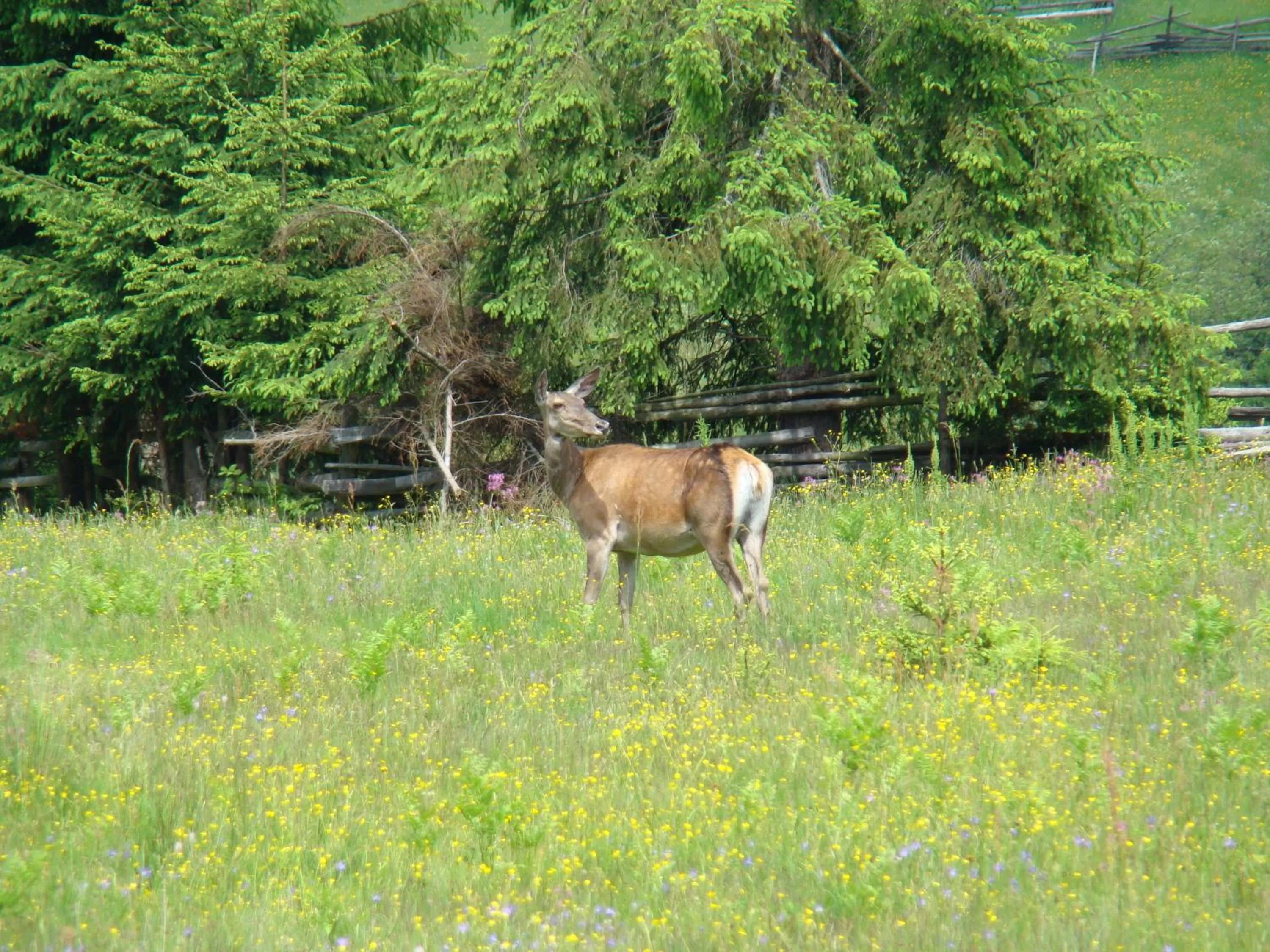 Area and facilities in Complex Turistic Le Baron