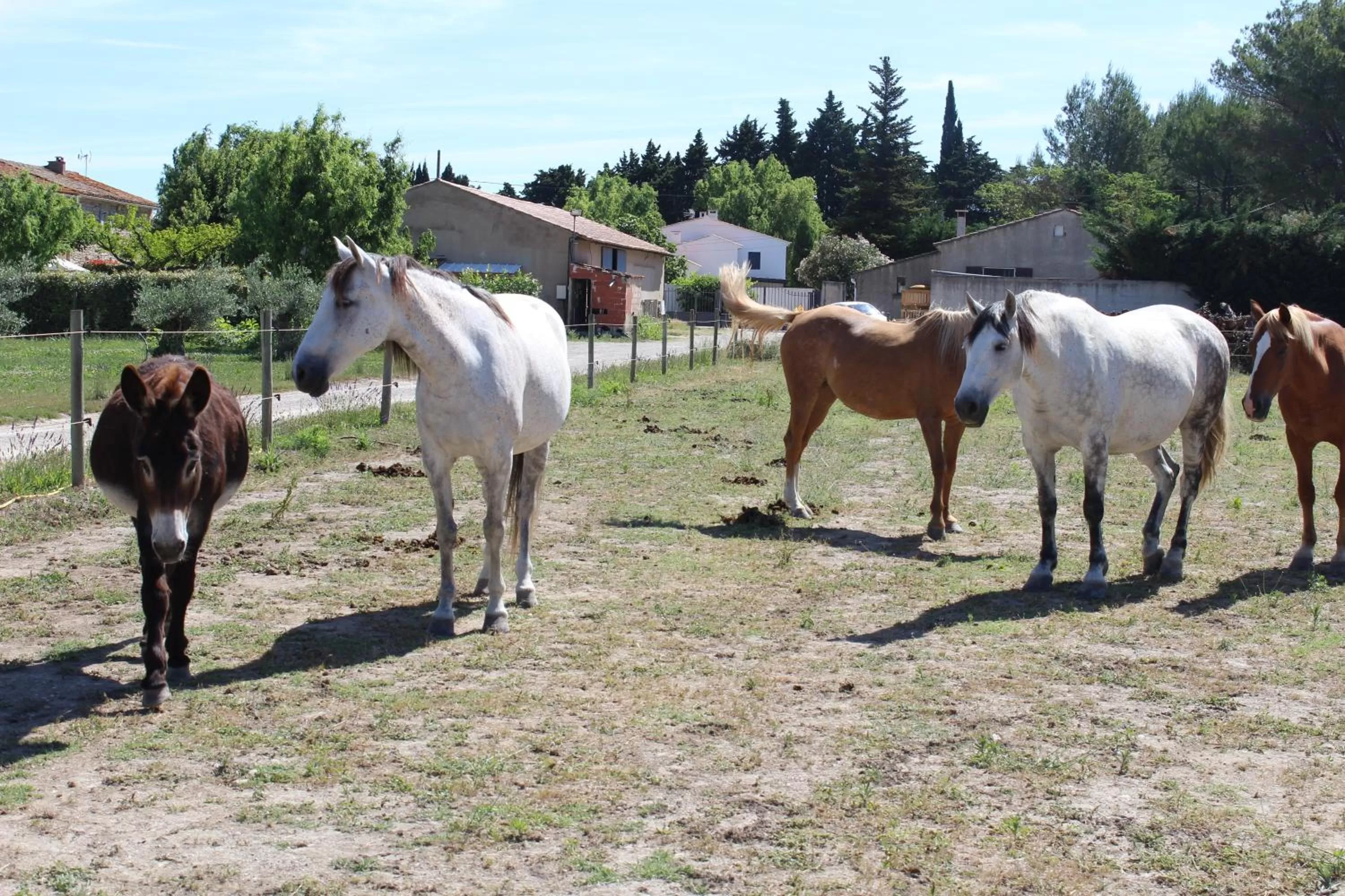 Property building in La Sarriette - Chambres d'hôtes et gîte d'étape à Eygalières