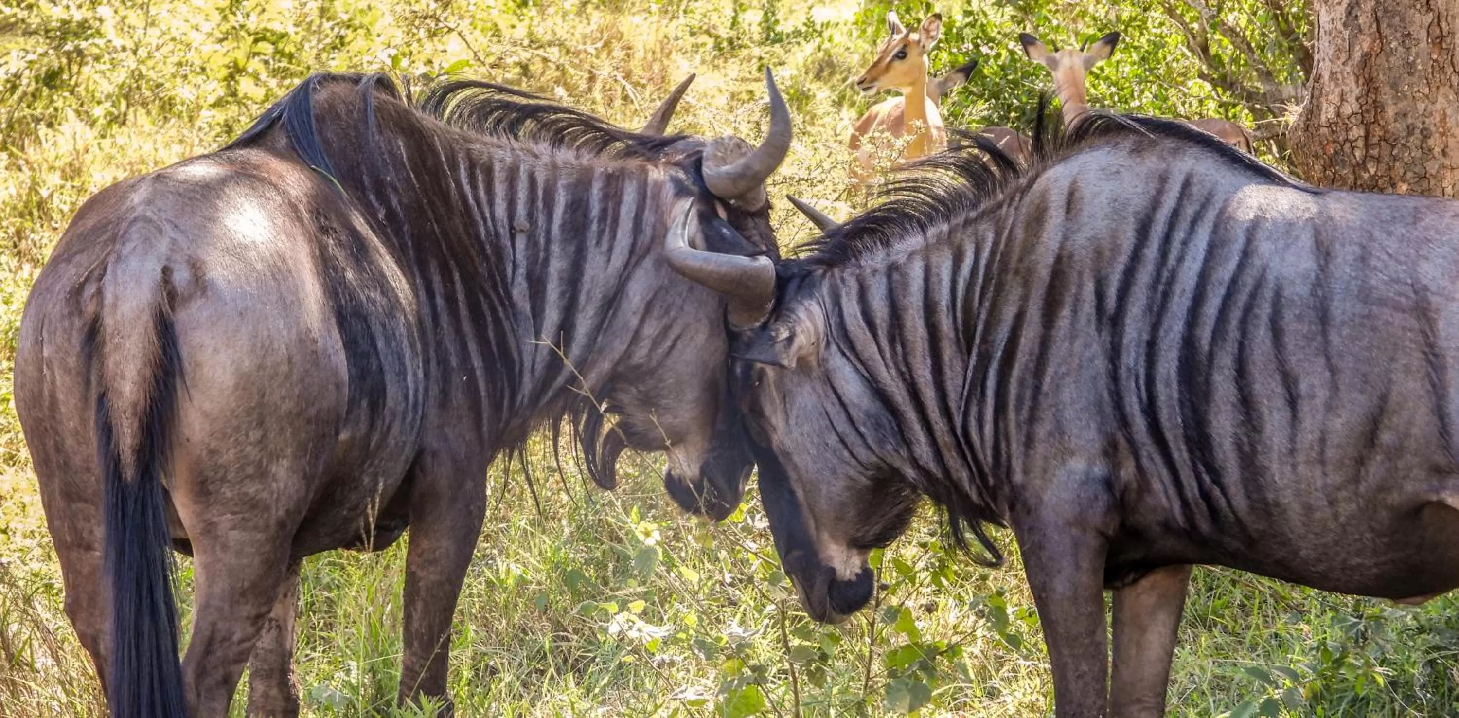 Animals in SleepOver Komatipoort