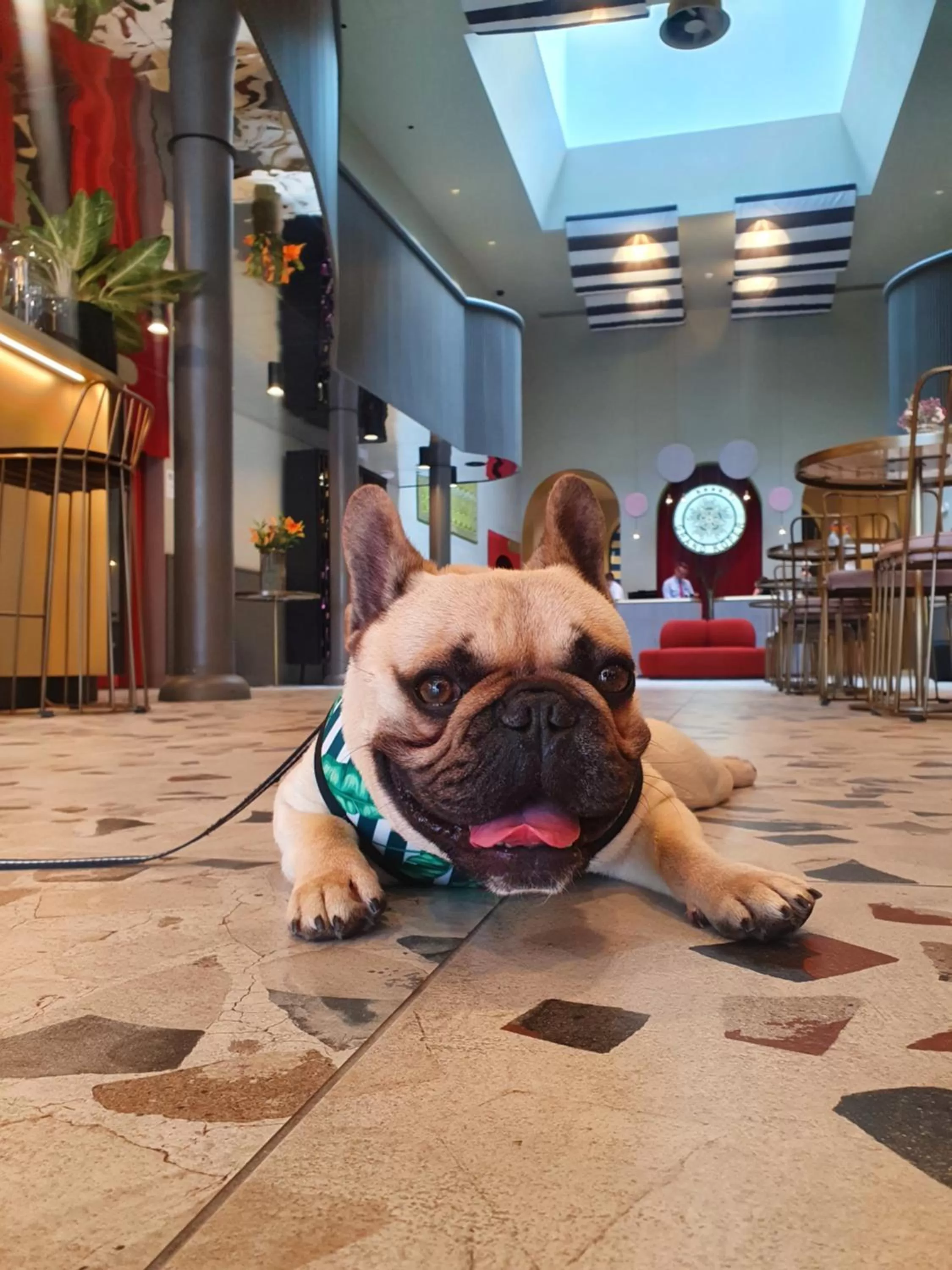Pets in Hotel Grand Koper