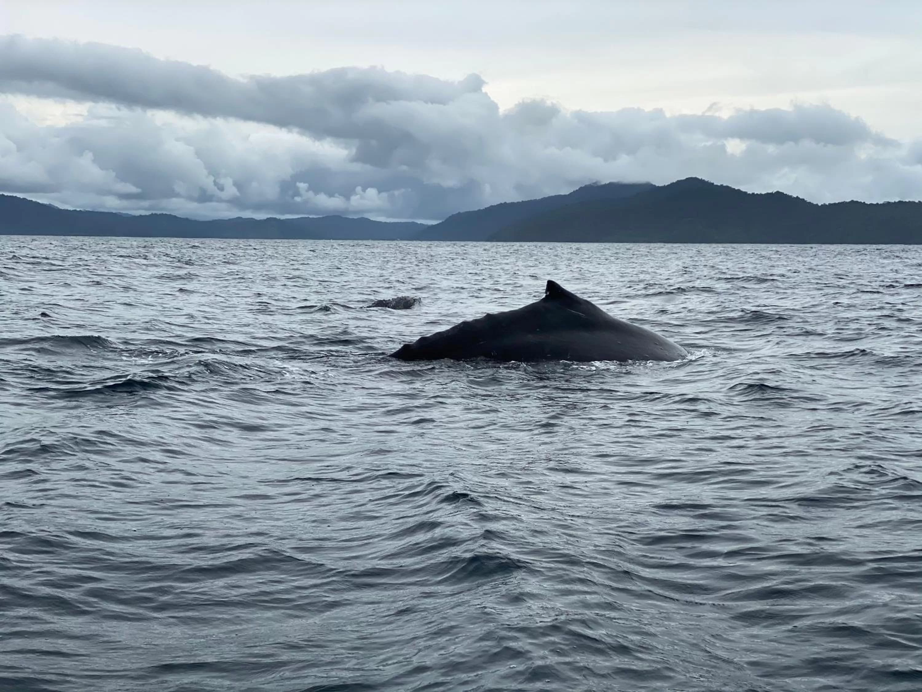 Animals in Posada Turística Rocas De Cabo Marzo