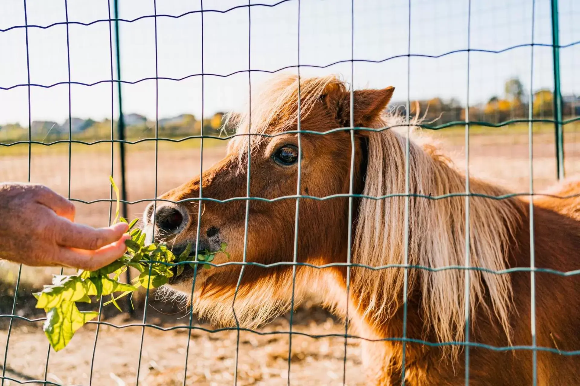 Animals, Other Animals in La Tenuta di Santo Stefano Agri Resort & Spa