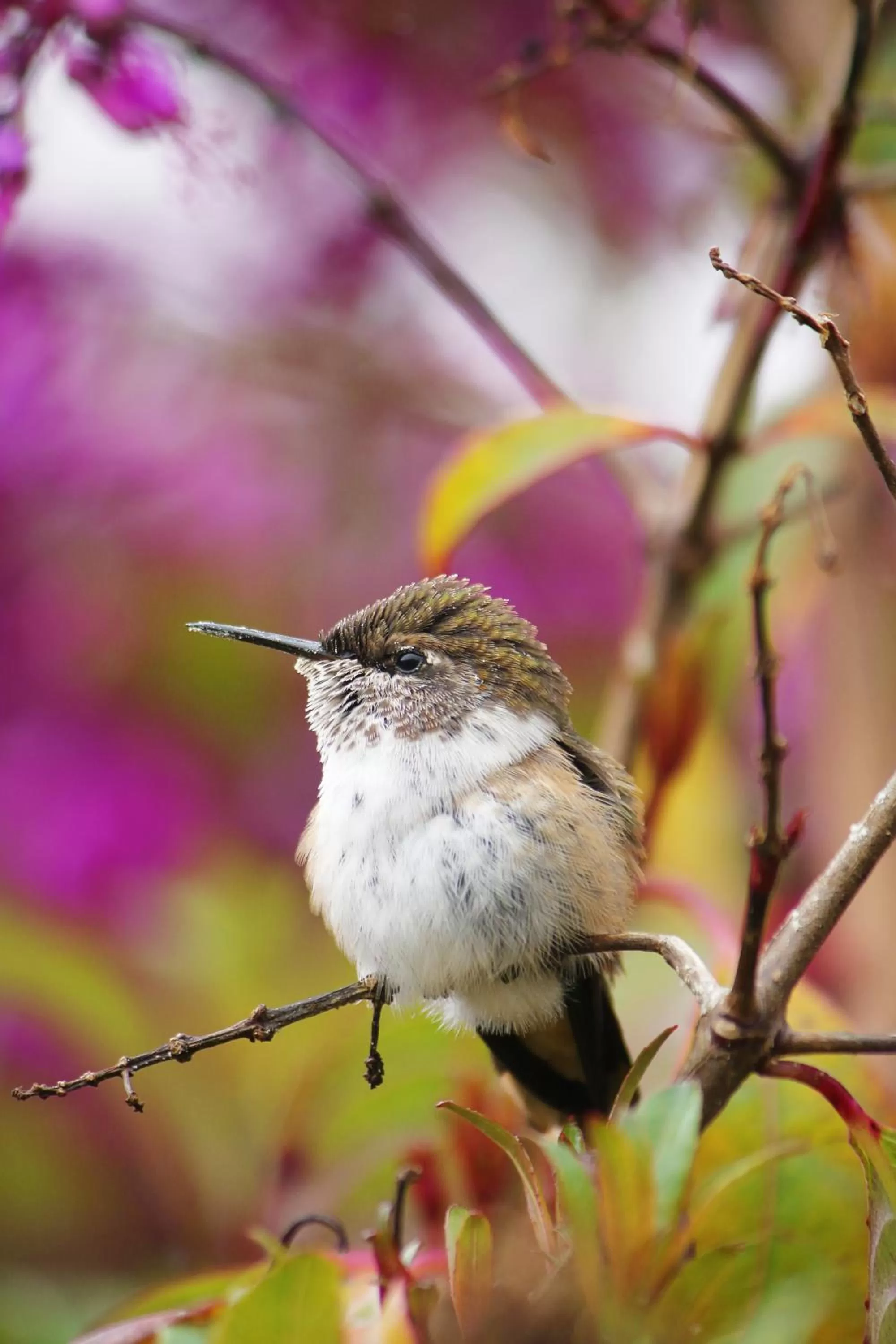 Other Animals in Iyok Ami (Madre Tierra)