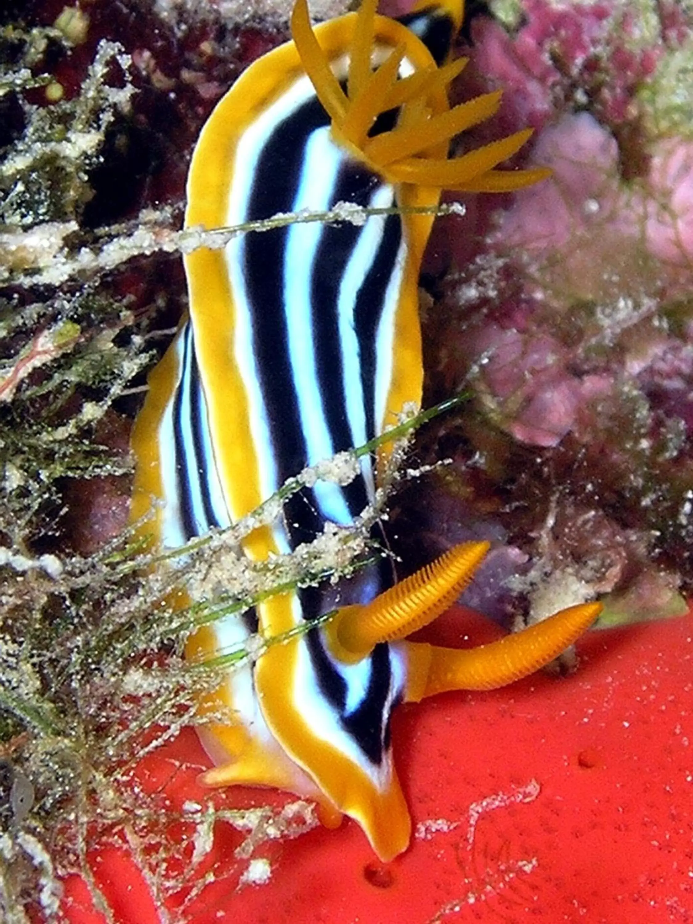 Snorkeling, Other Animals in Coral Sun Beach