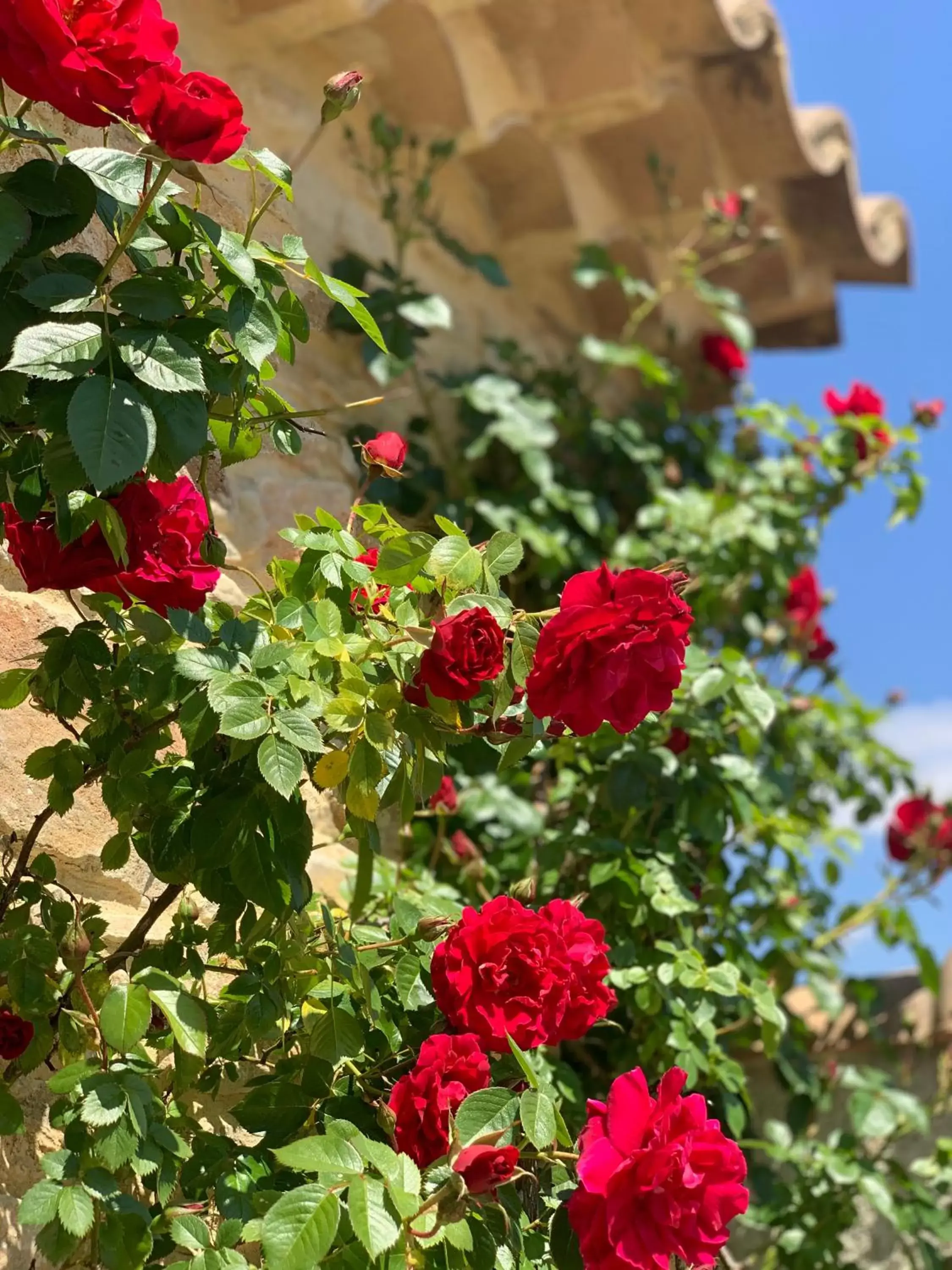 Garden in Le Mas Andoli