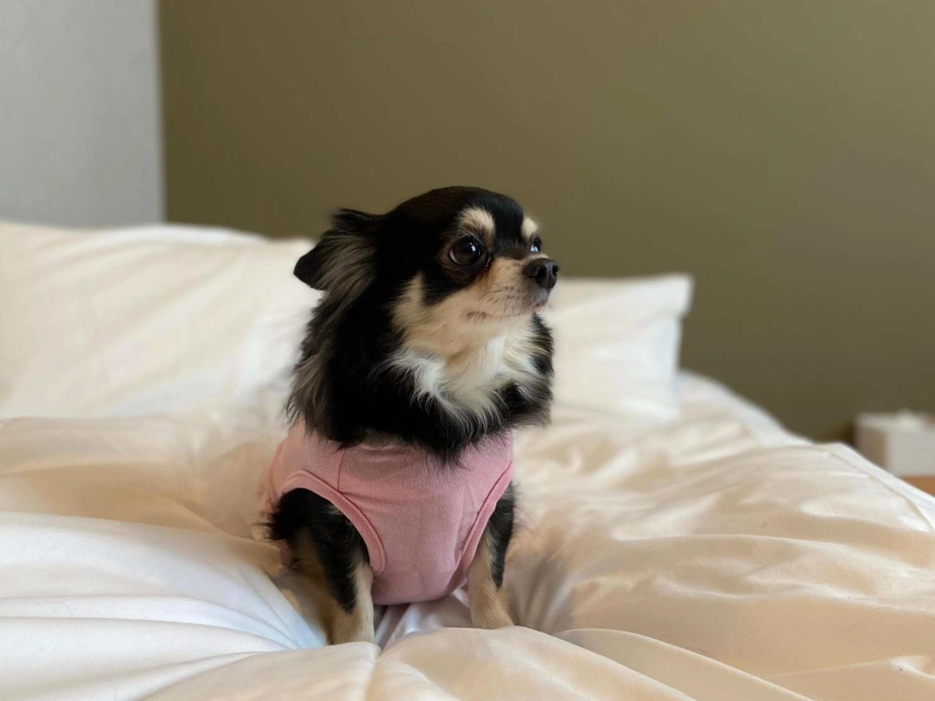 Pets in IMANO OSAKA SHINSAIBASHI HOSTEL