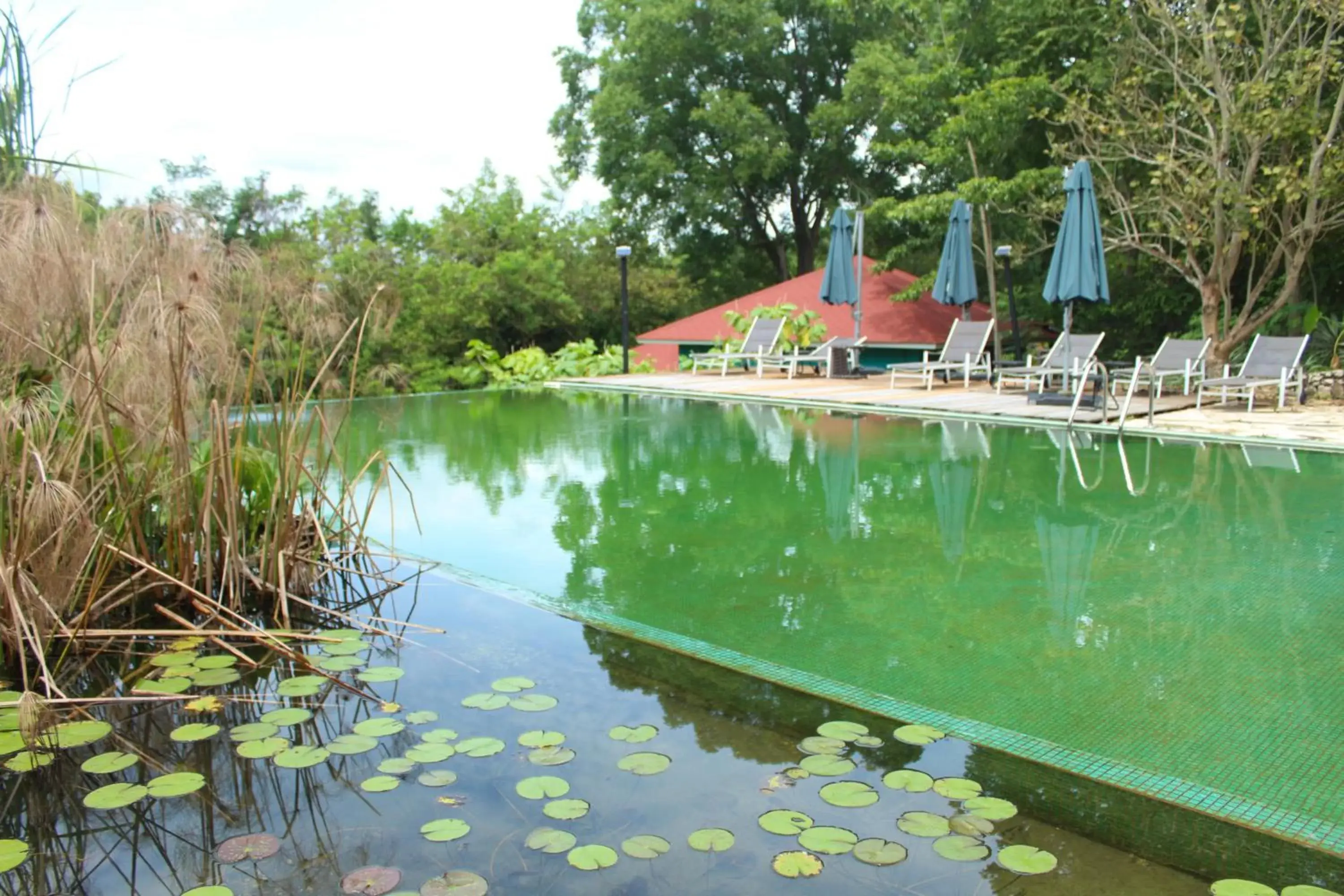 Swimming Pool in Winíka Alterra