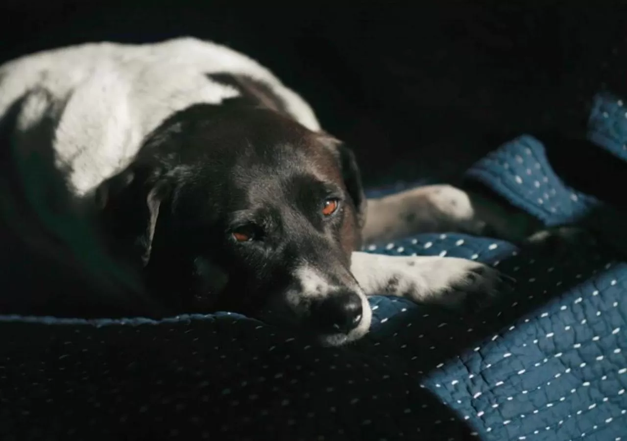 Pets in Wylder Windham