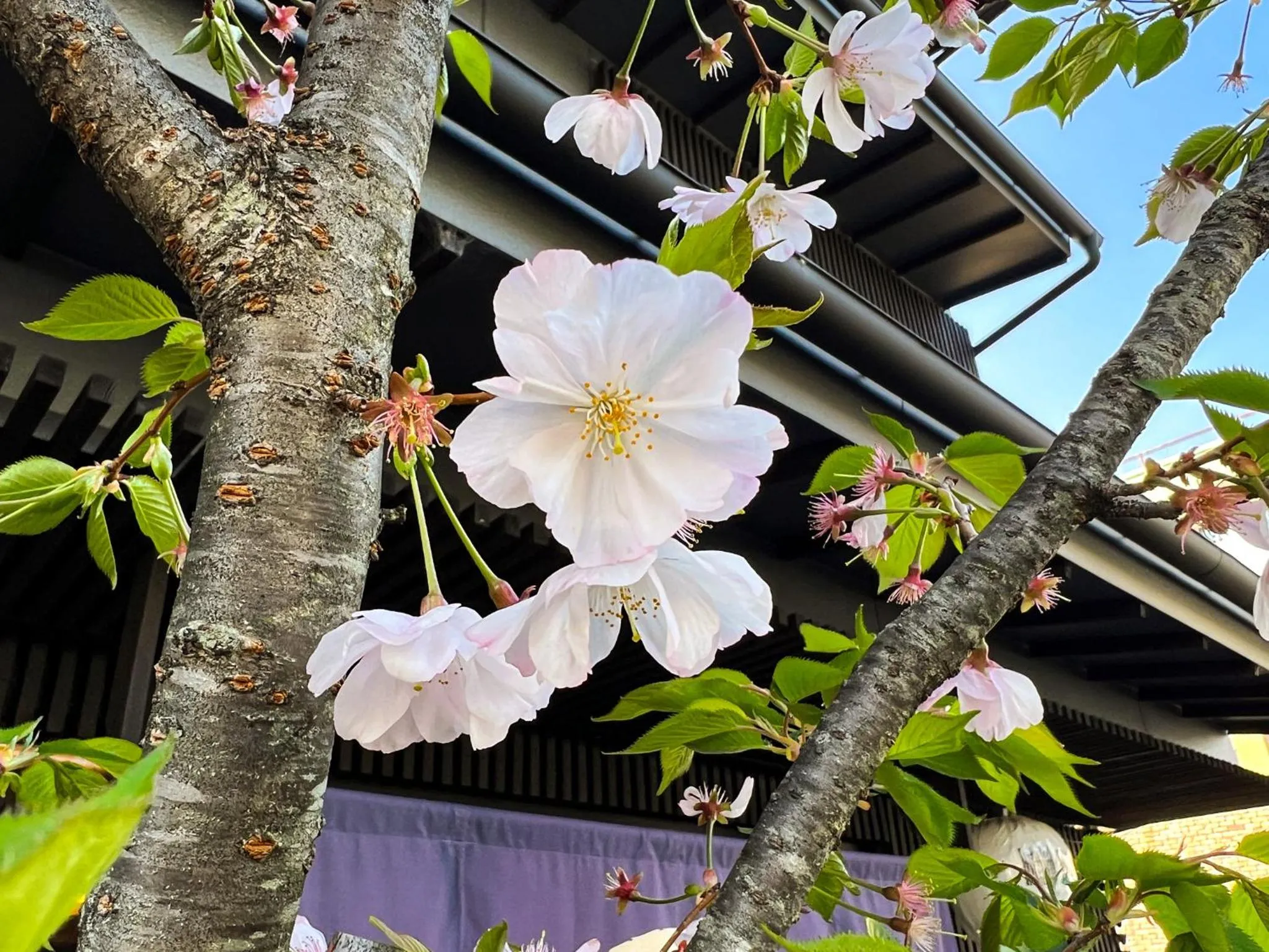 Property building in Rinn Kamiebisu