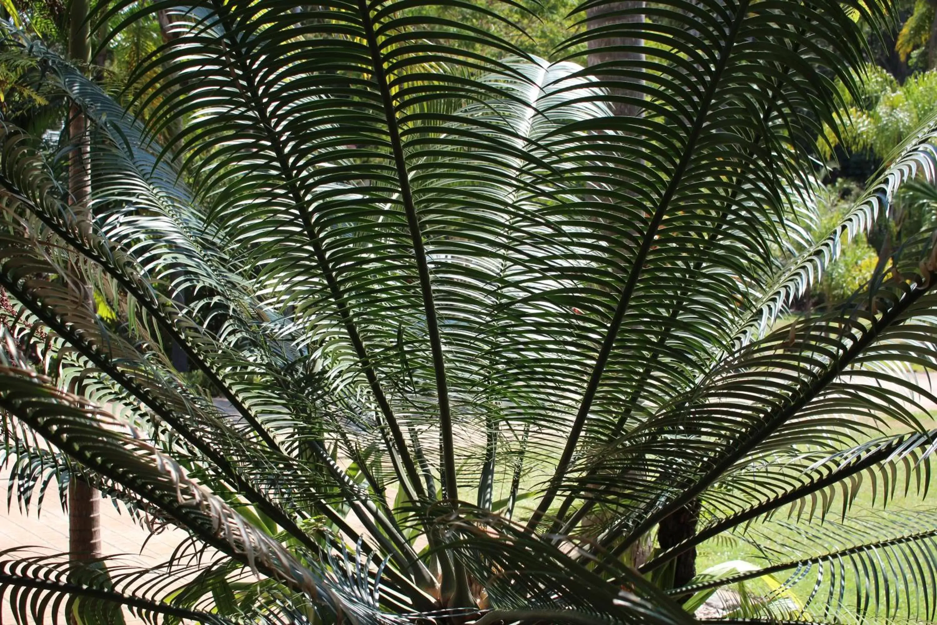 Garden in Korora Bay Village Resort