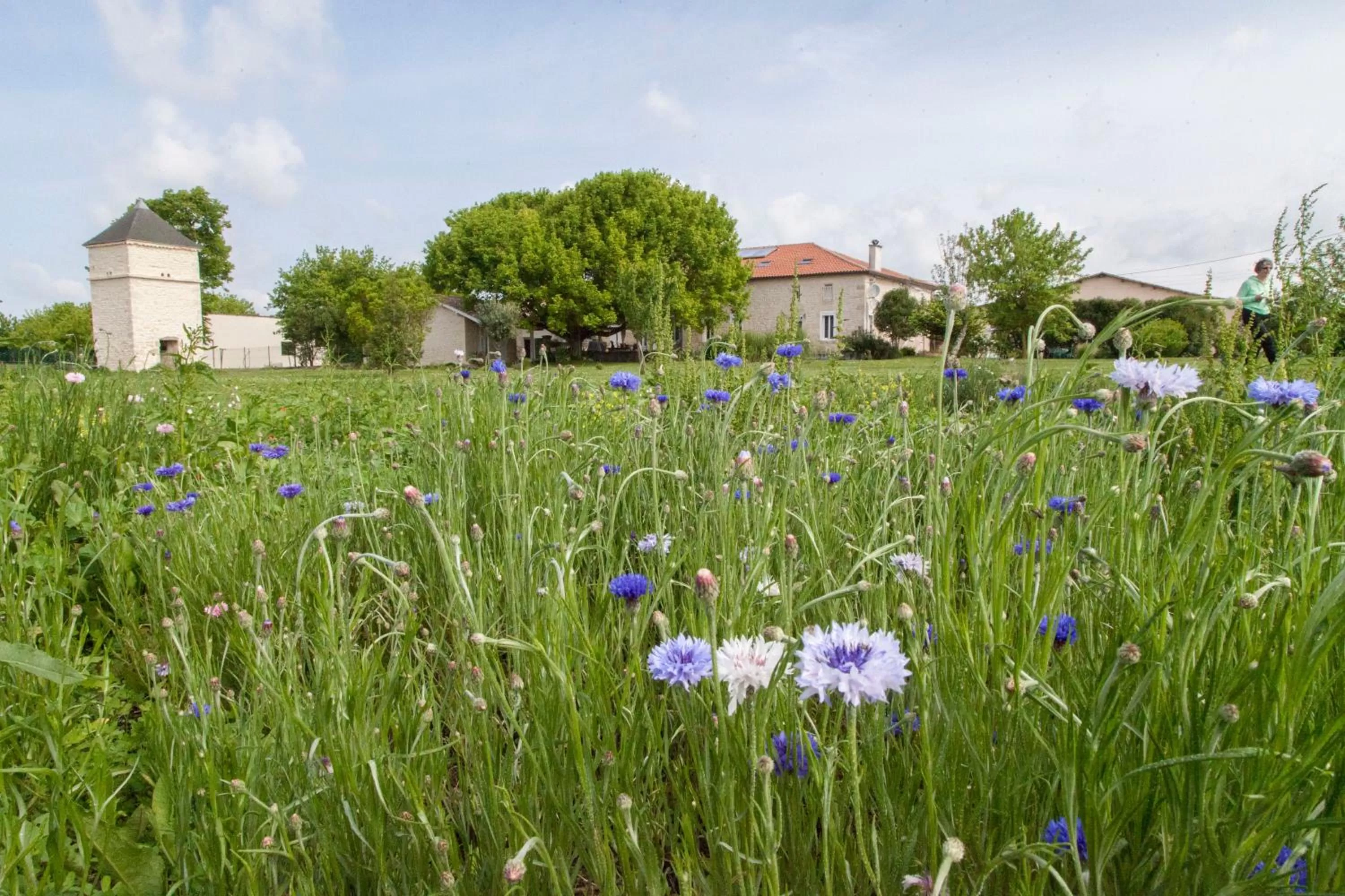 Chambres d'Hôtes Château Pierre de Montignac