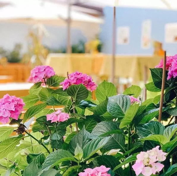 Garden in Hotel Alexandra