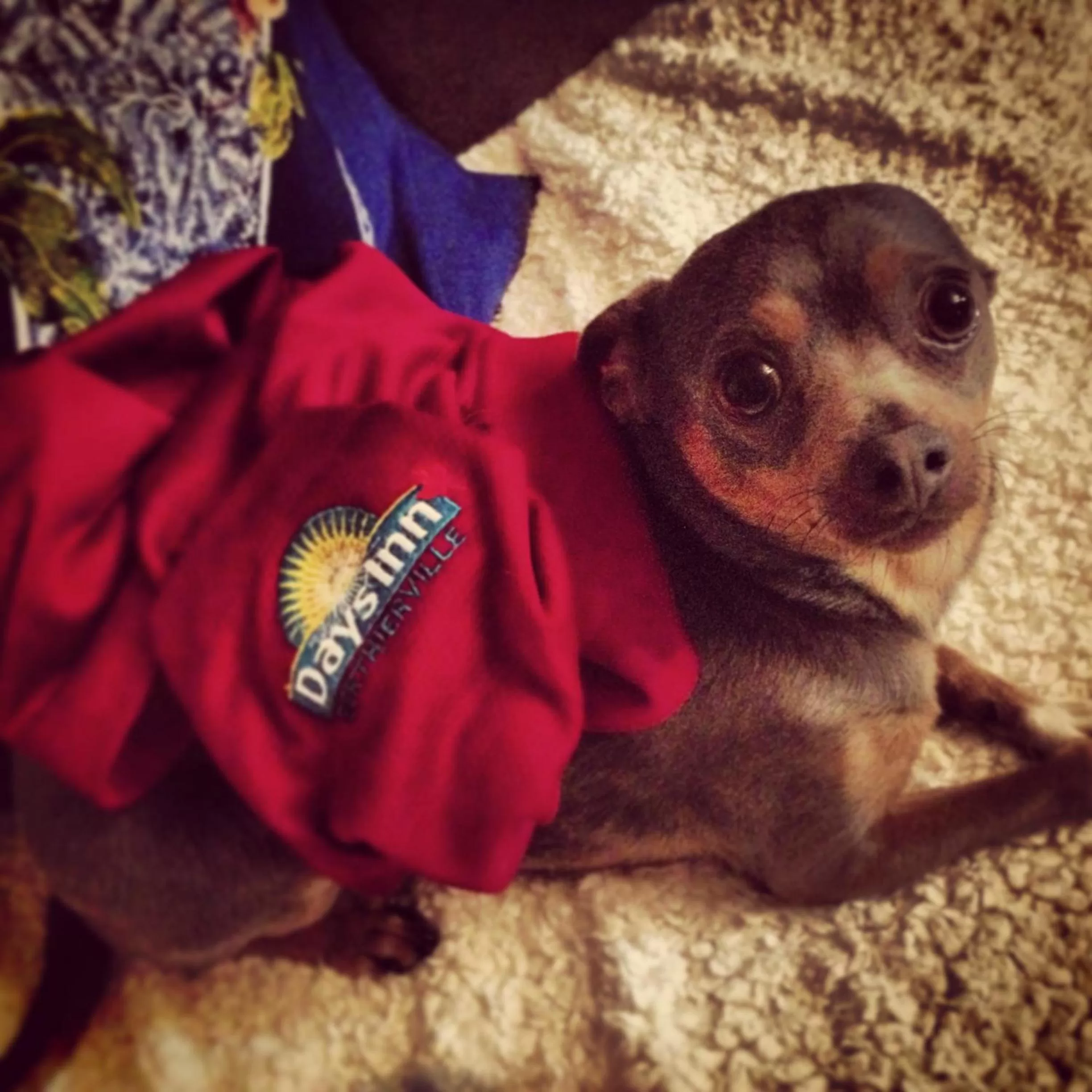 Pets in Days Inn by Wyndham Berthierville