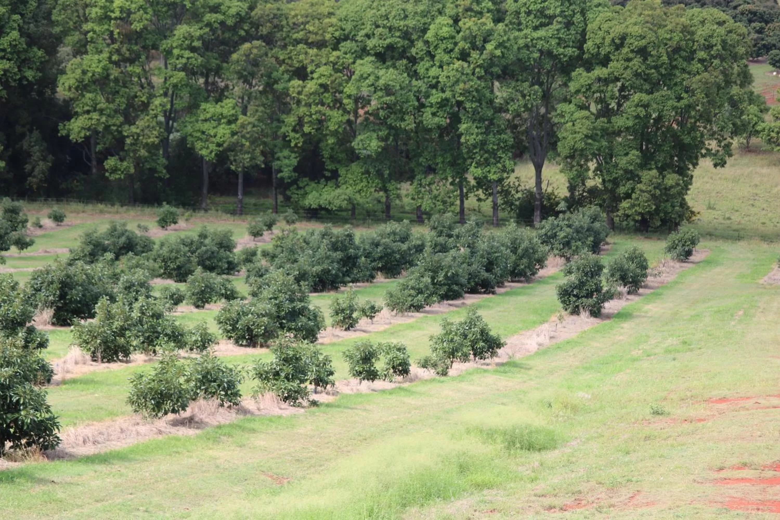 Landmark view in Avocado Motor Inn