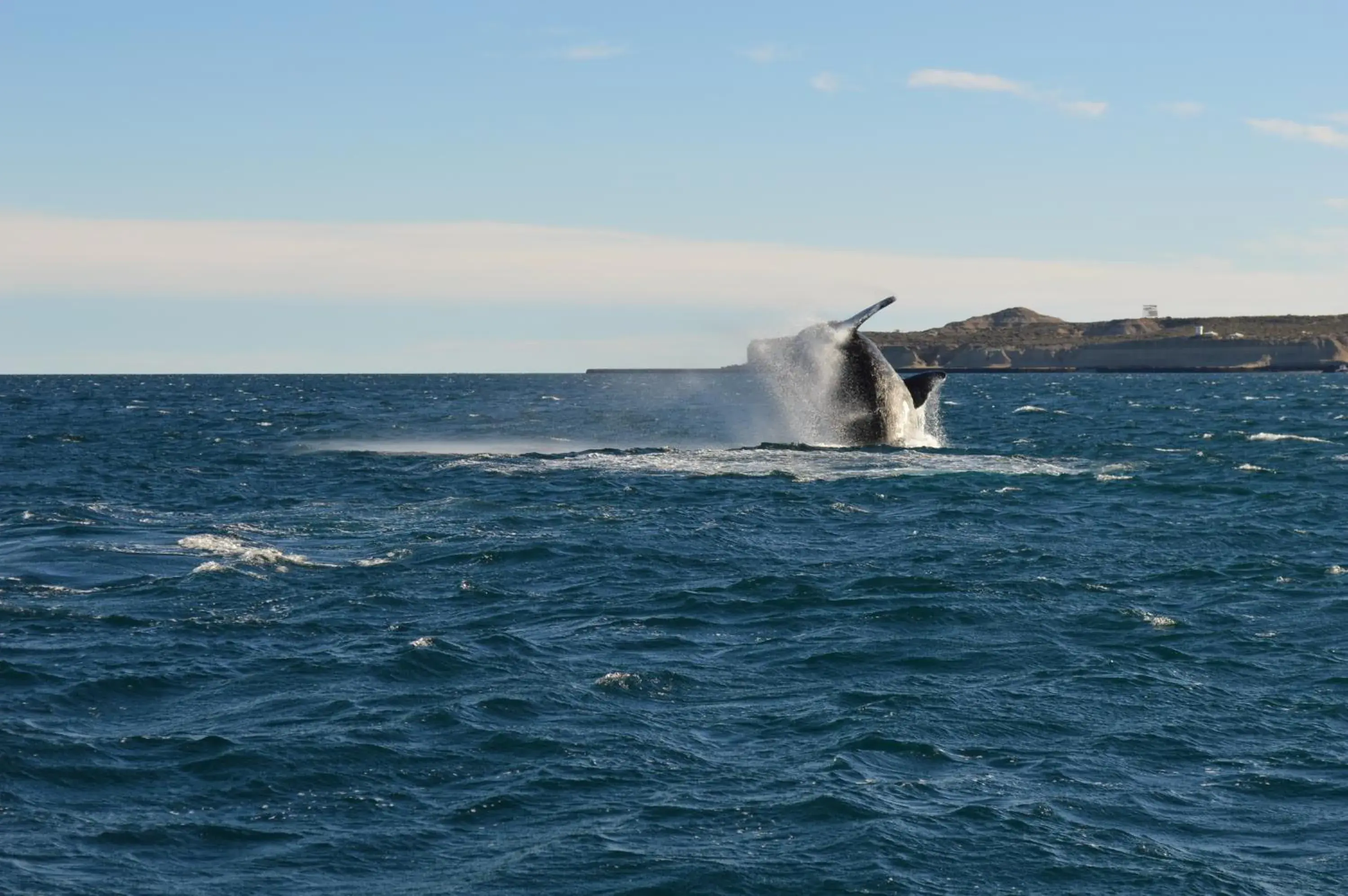 Activities, Other Animals in Hotel Rayentray Trelew