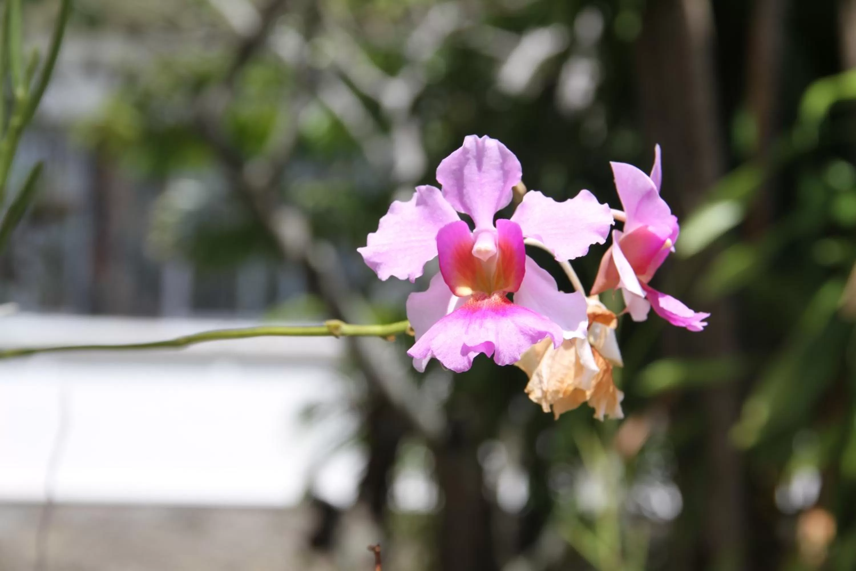 Garden in Daniella's Bungalows