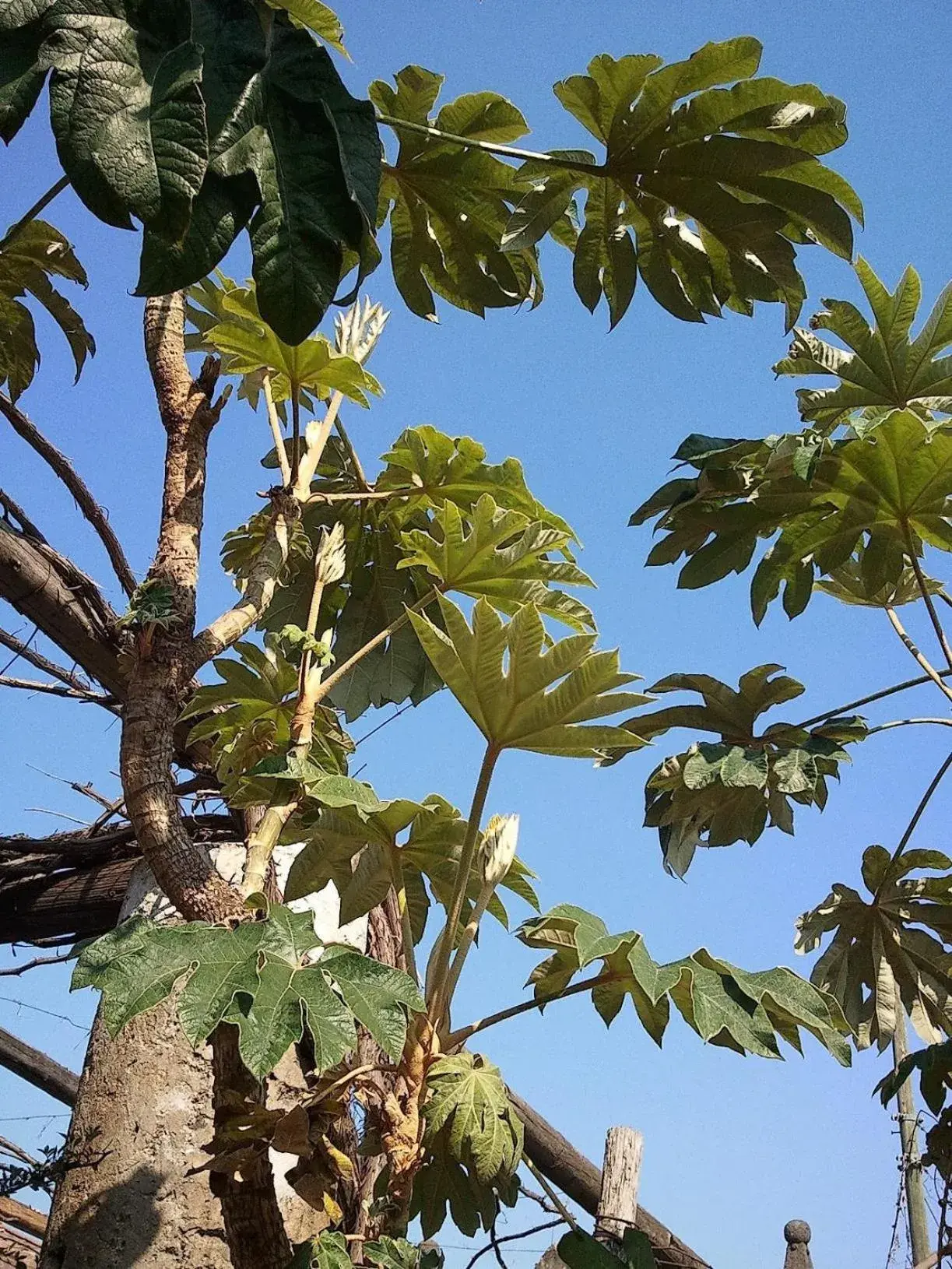 Garden in Etna Hotel