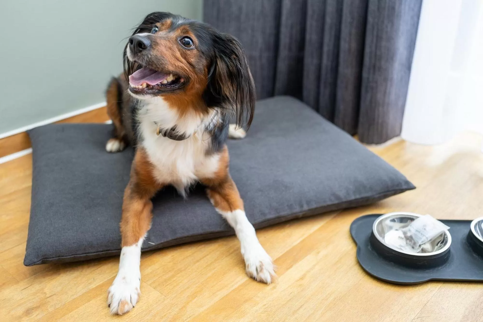 Pets in Stadthotel Jever