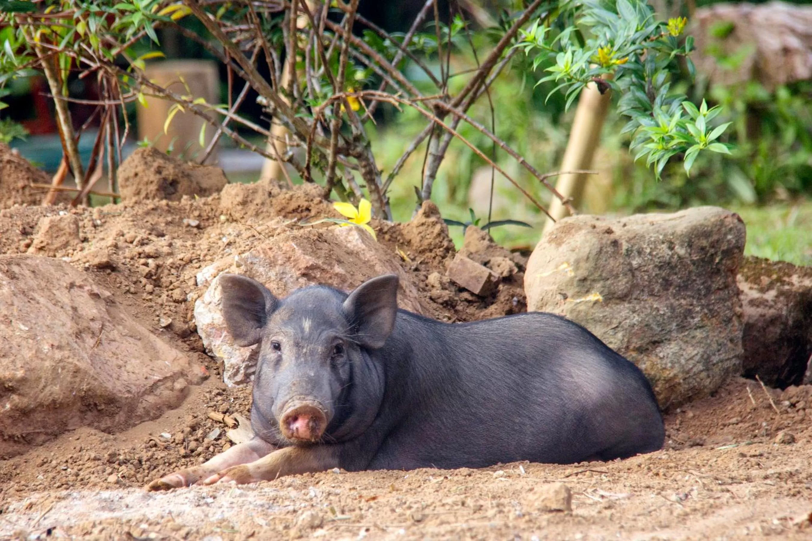 Animals in Khao Sok Palmview Resort