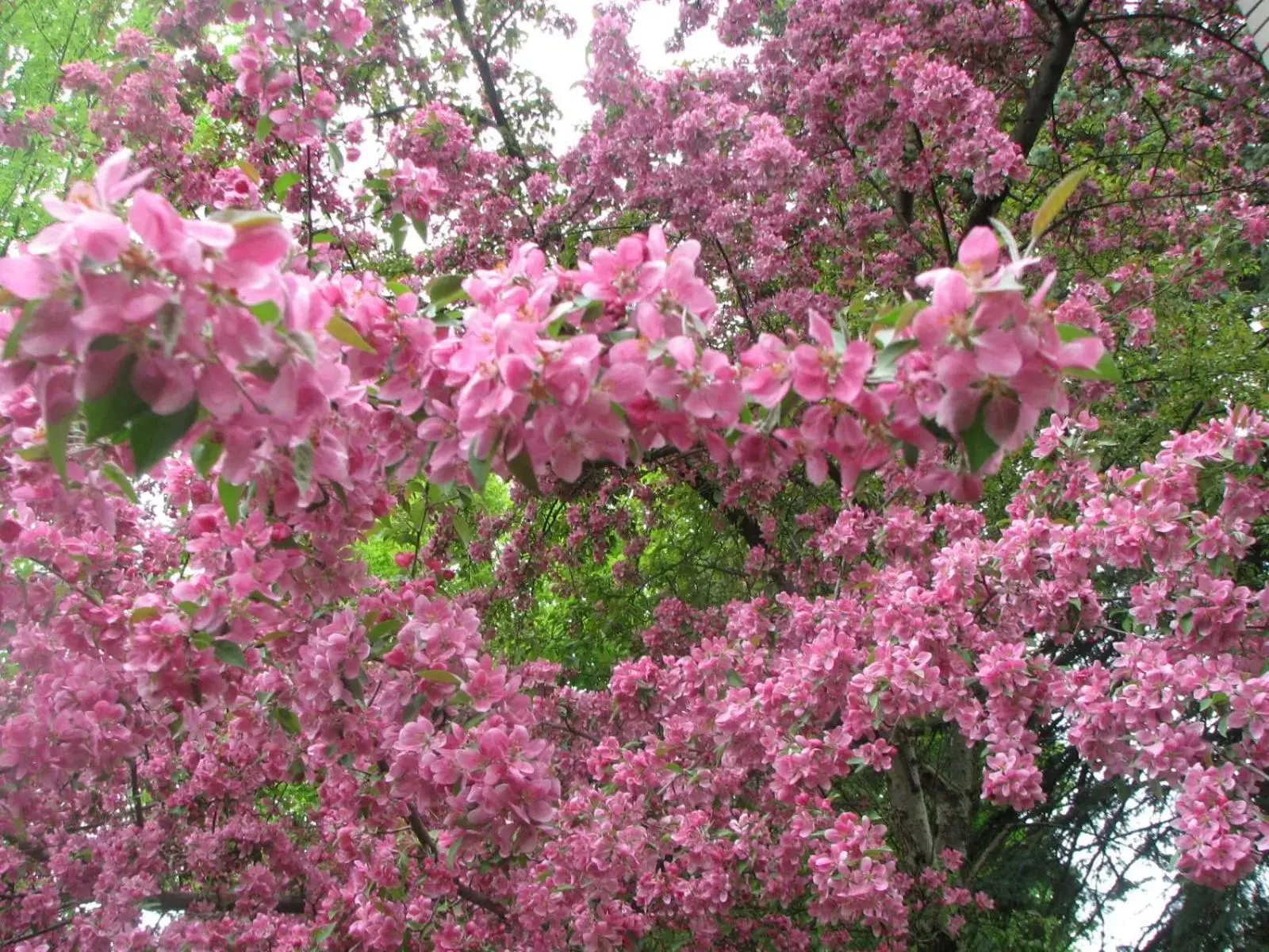 Spring, Garden in Magnolia B&B