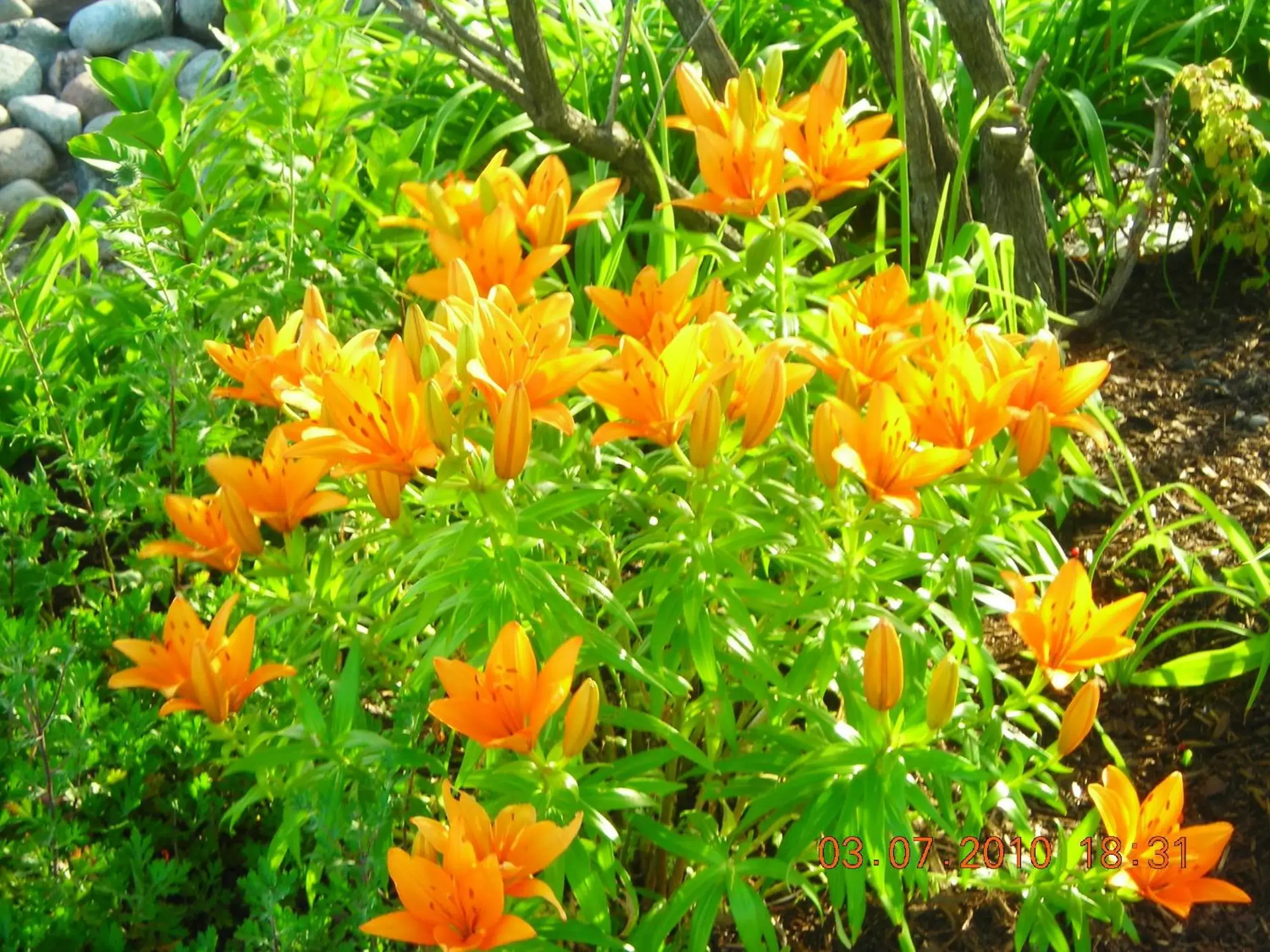 Natural landscape, Garden in North Bay Inn