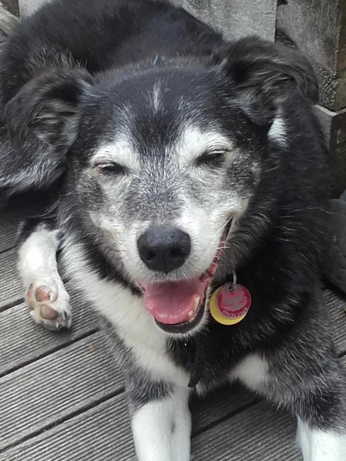 Pets in Harbour View Cottage