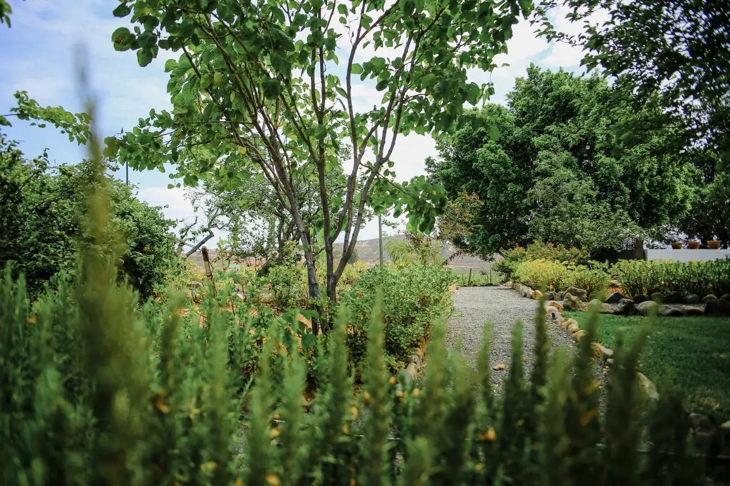 Natural landscape, Garden in Rancho el Parral