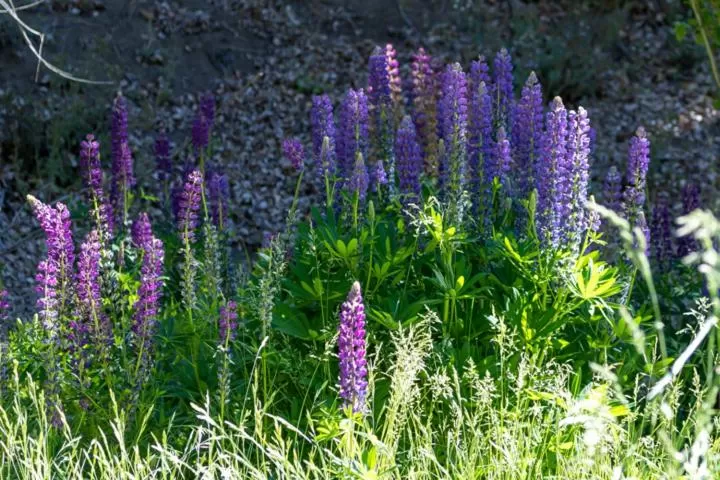 Hostería El Galpón Del Glaciar