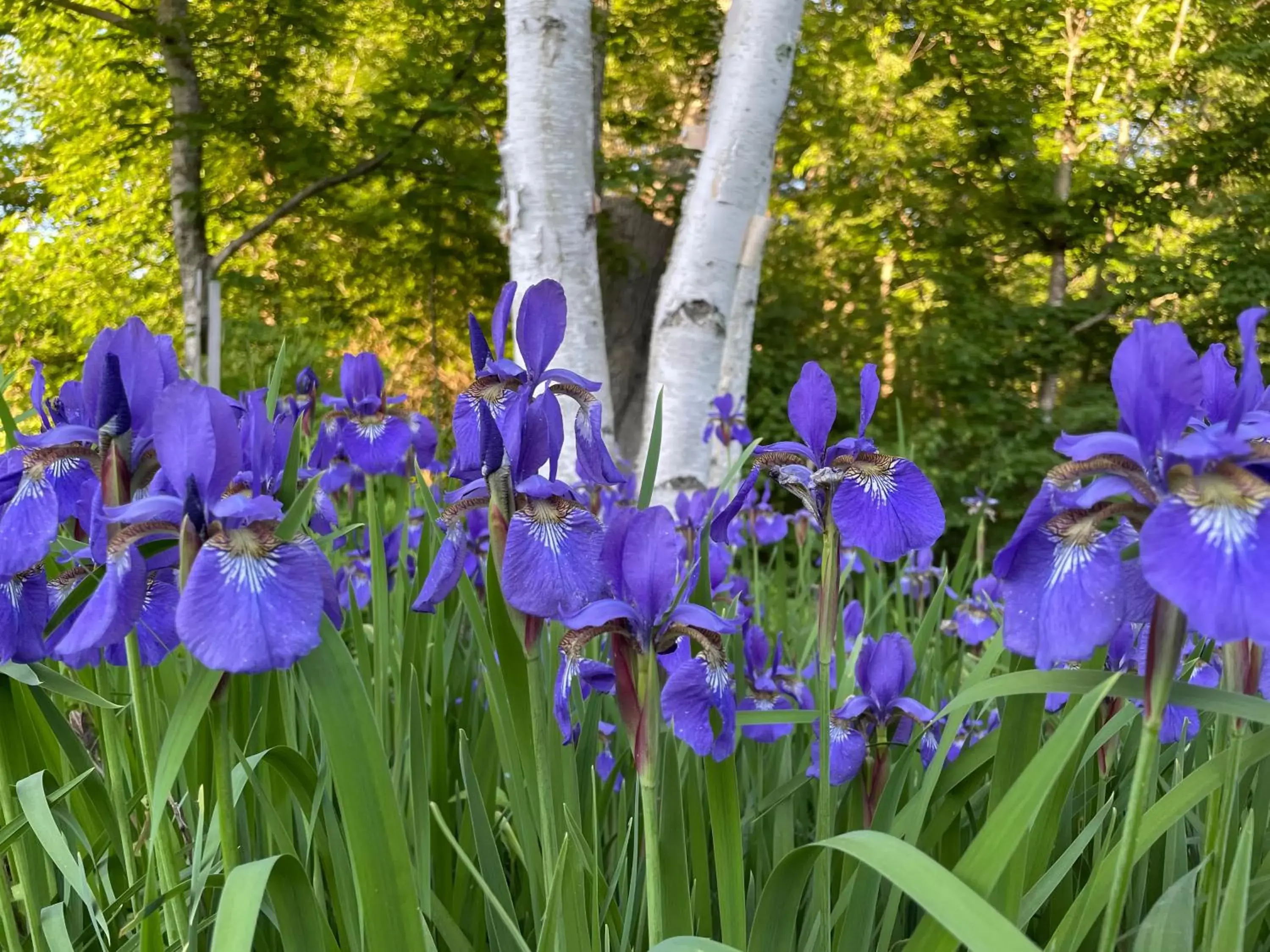 Garden in Toll Road Inn