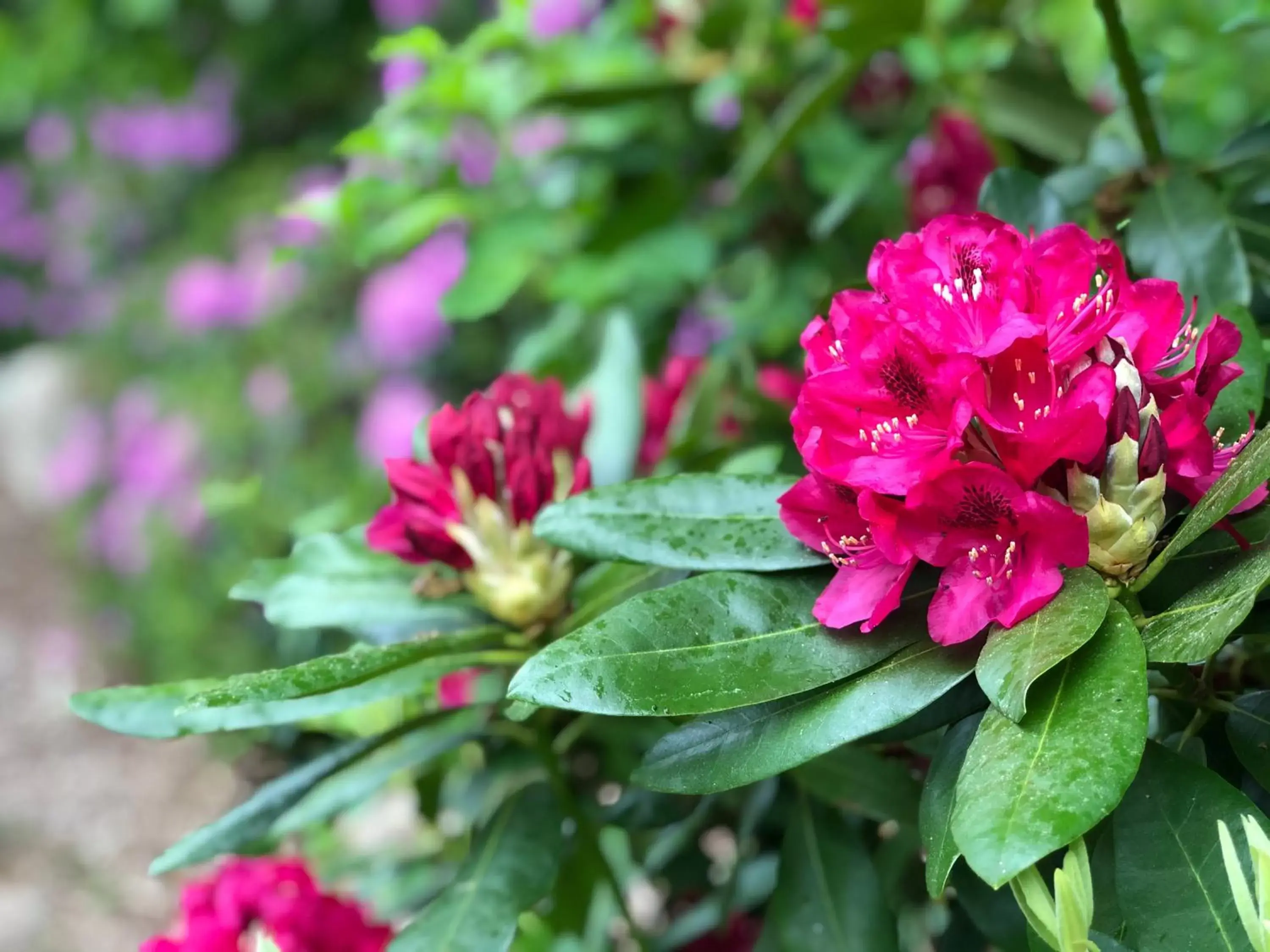 Garden in Frederick William House