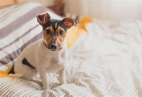 Pets, Bed in Stardust Motel Wallace