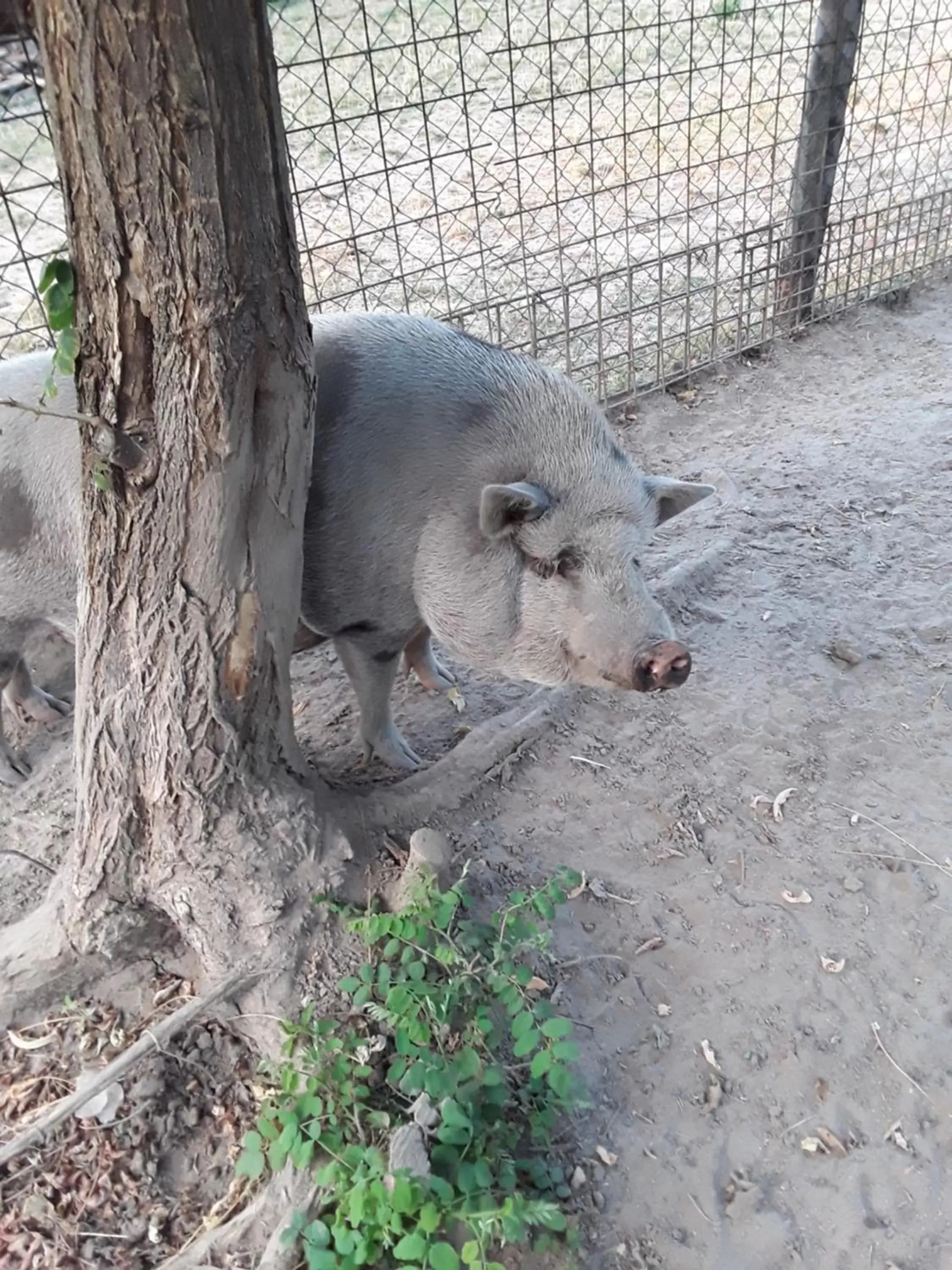 Other Animals in B&B Podere Legnotorto