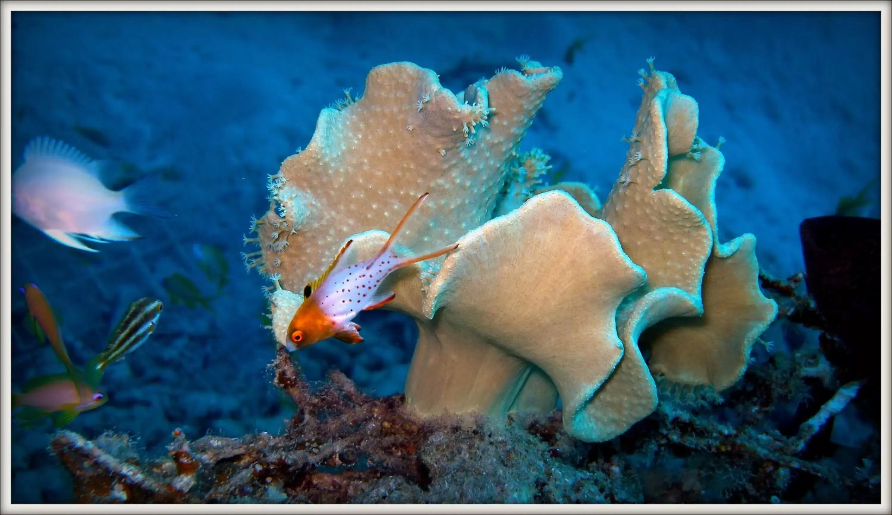 Snorkeling, Snorkeling/Diving in Coral Sun Beach