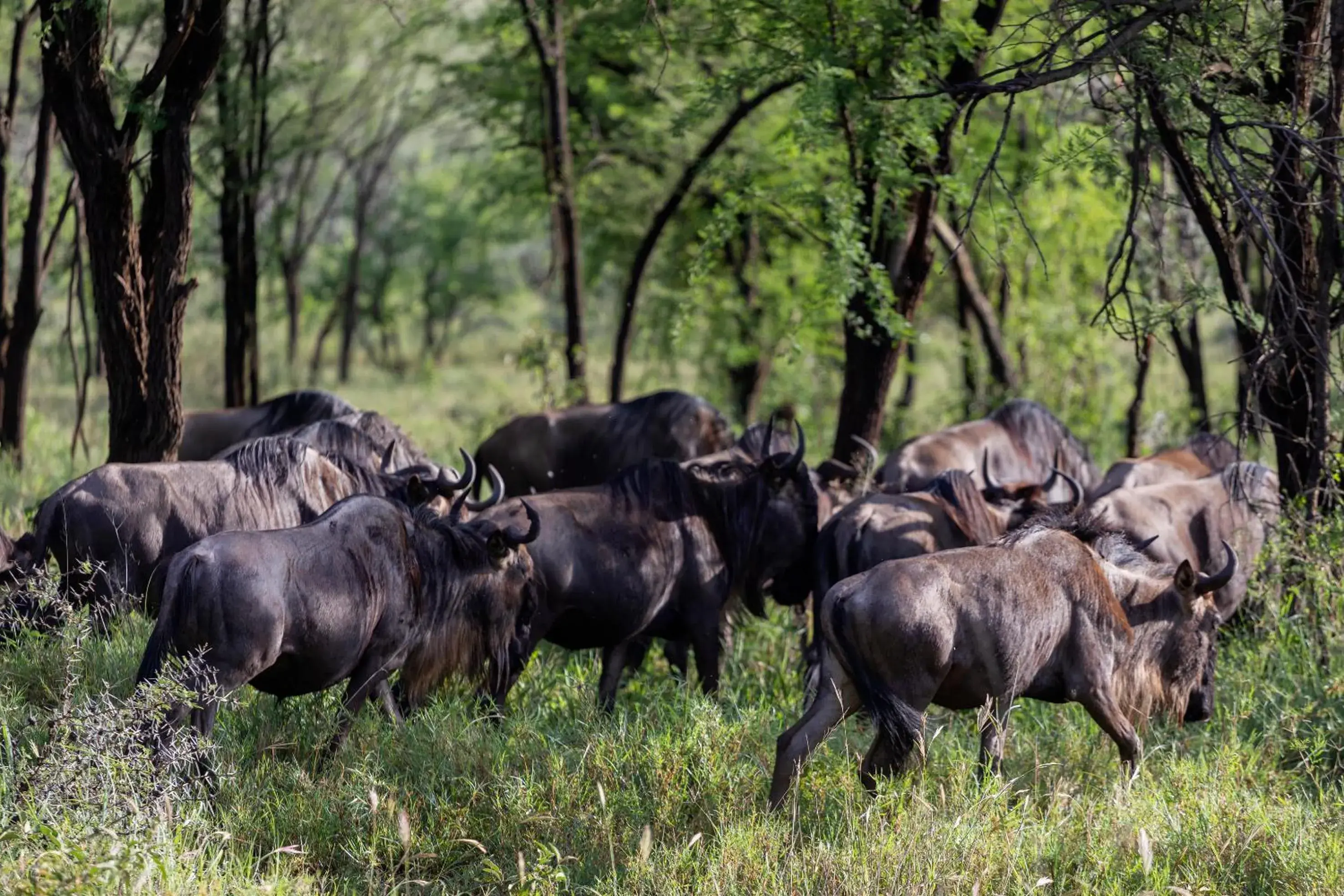 Activities, Other Animals in Ngorongoro Lodge member of Melia Collection