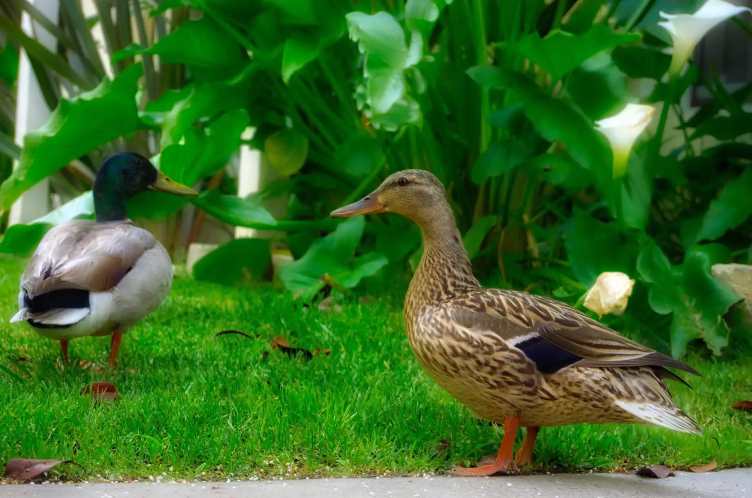 Other Animals in Chase Suite Hotel Newark Fremont