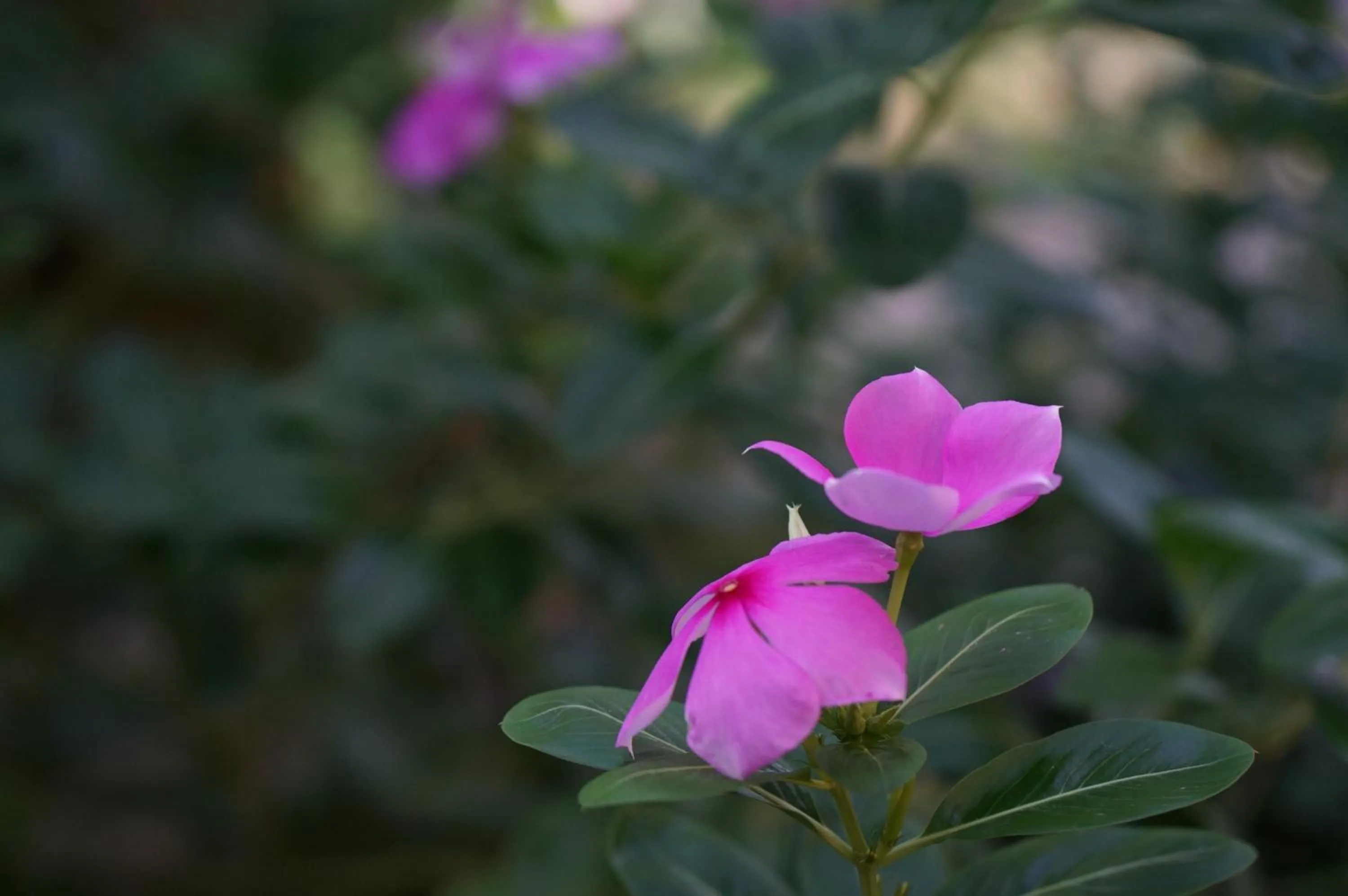Spring in La-or Resort