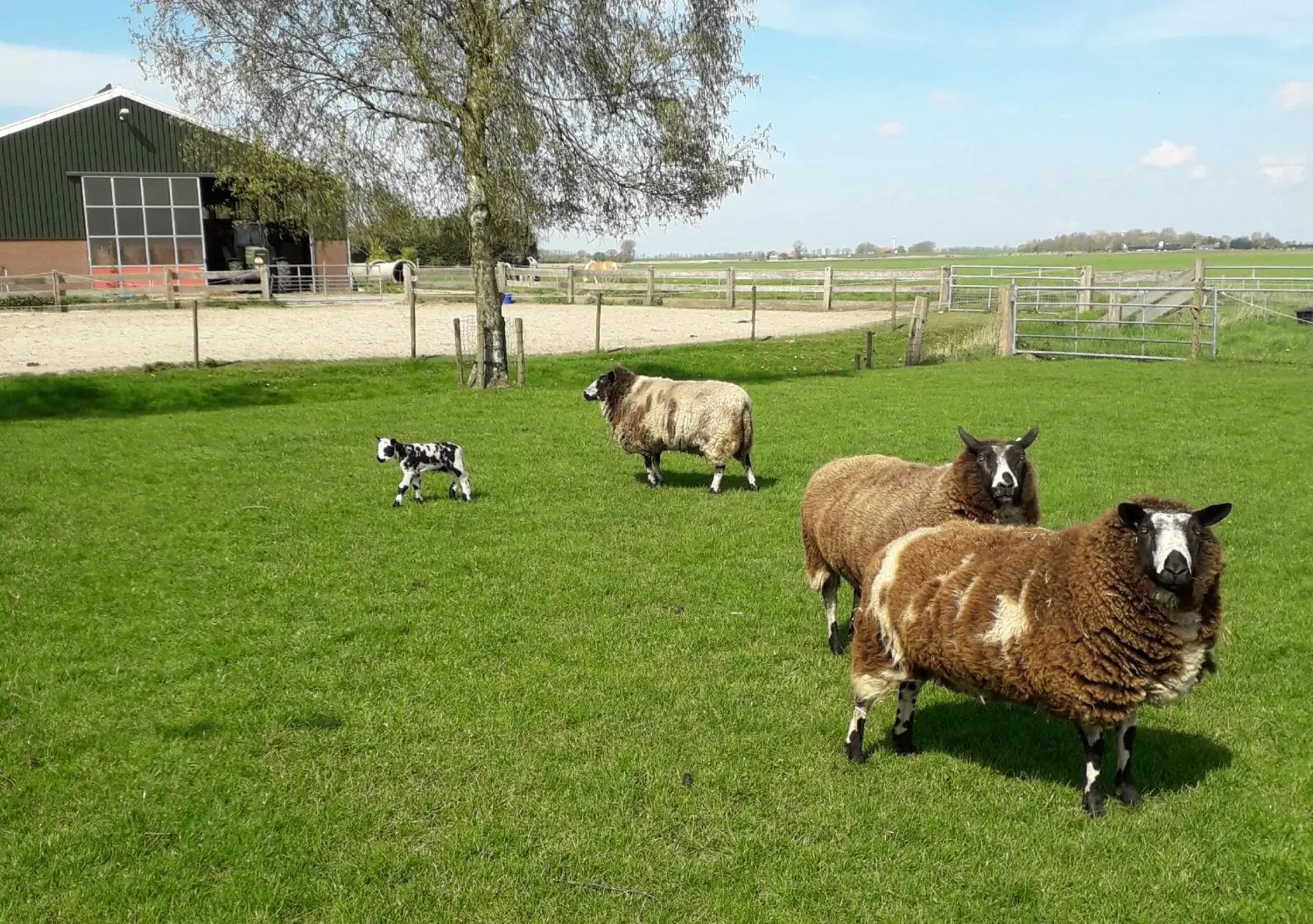 Spring, Other Animals in B & B De Gouwe Plek