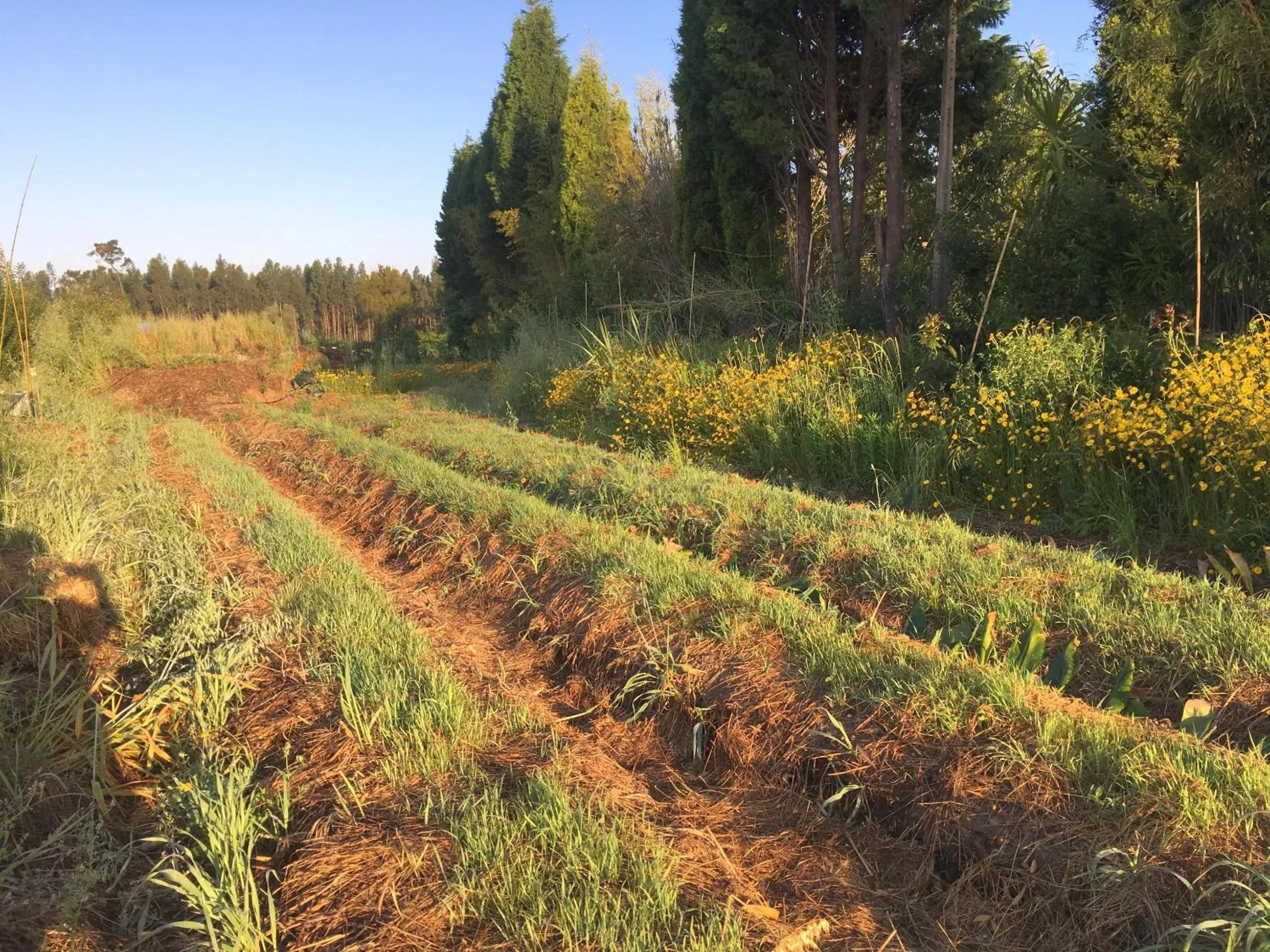 Garden in Casa 3 Águias