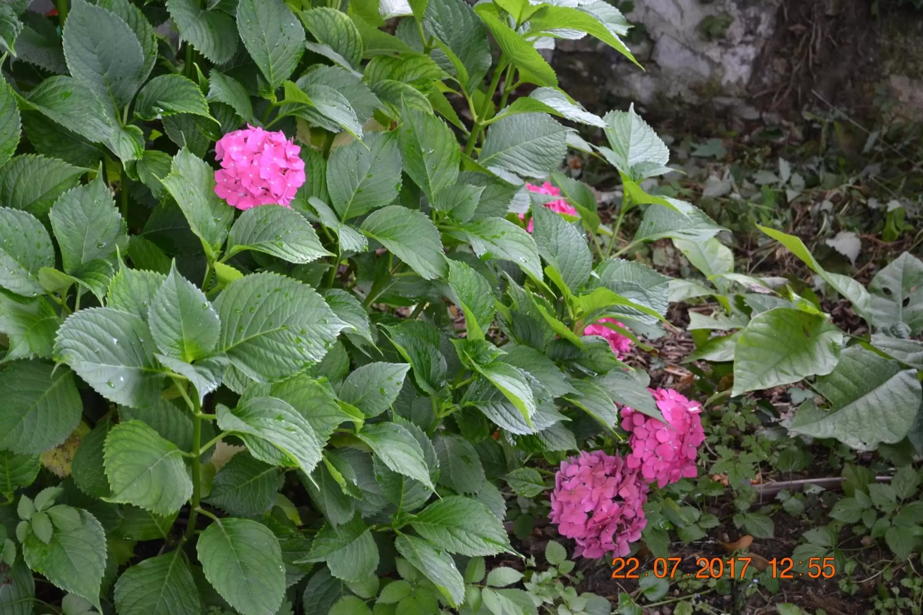 Garden in Hôtel Le Castel