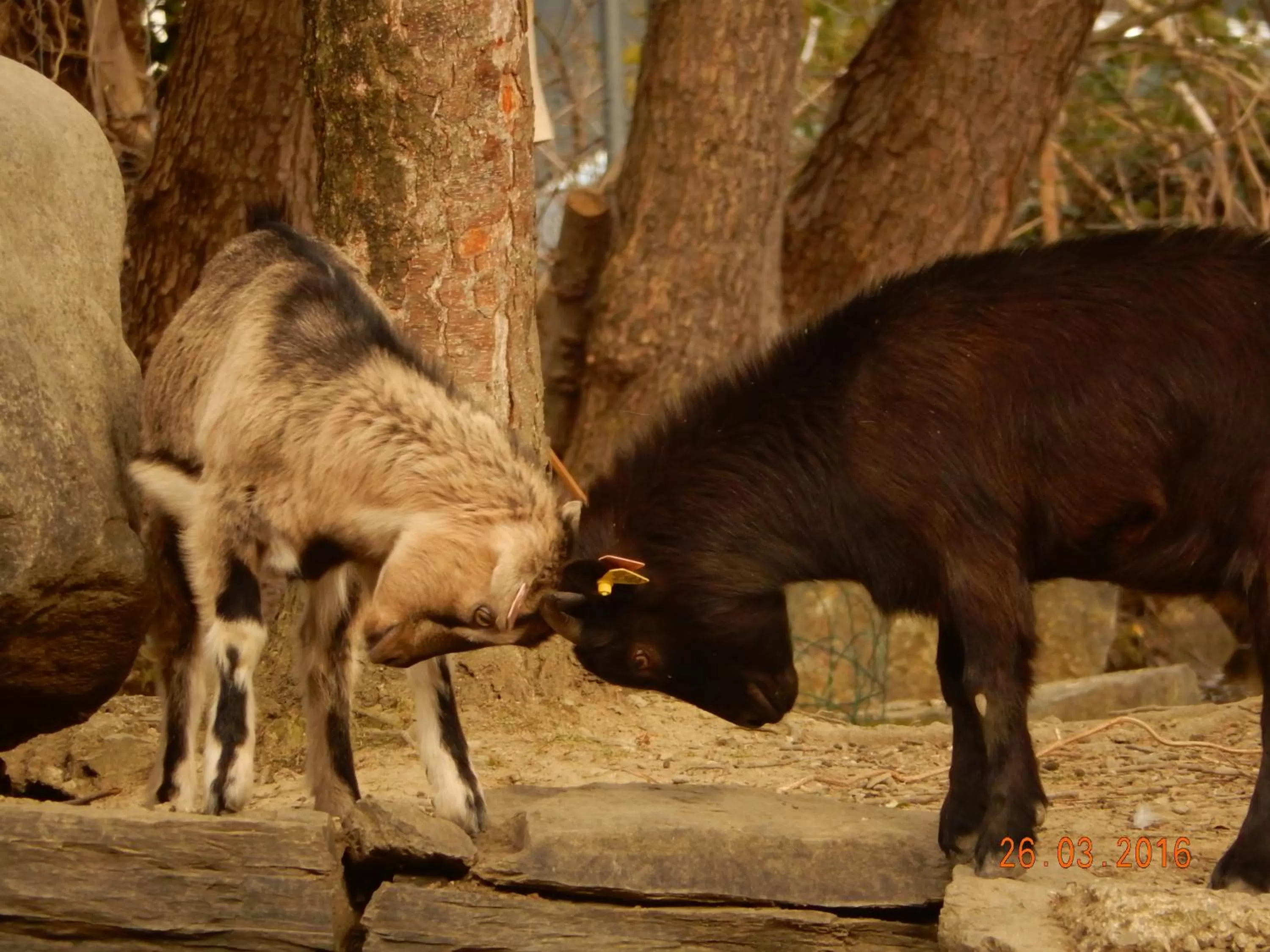 Pets in Hôtel Eco Logis Espace Bellevue